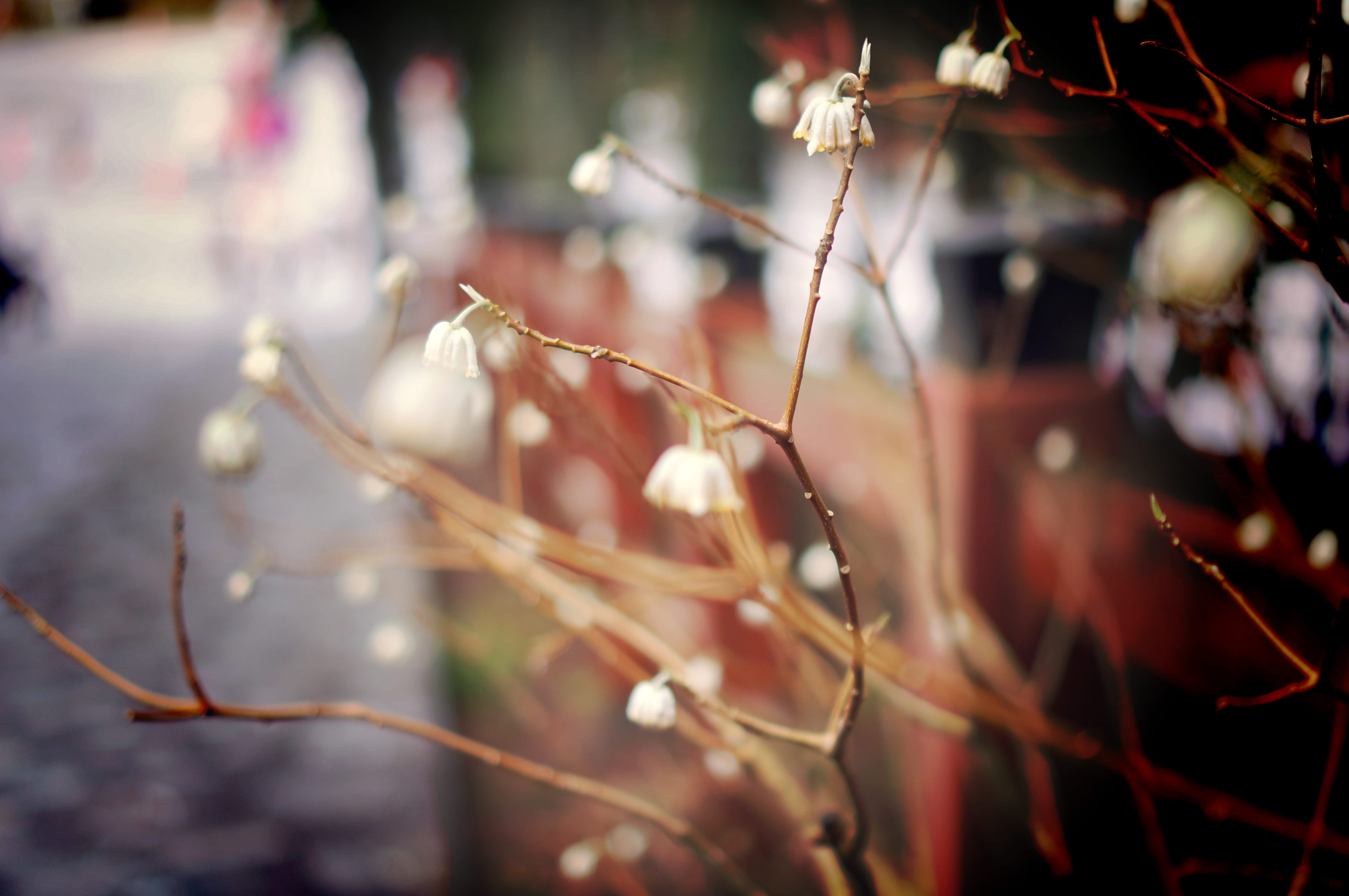 flower, branch, tree, flowers, vulnerability, focus on foreground, beauty in nature, japan, twig, 4K, nature, growth, plant, close-up, leaf, fragility, HD Wallpaper