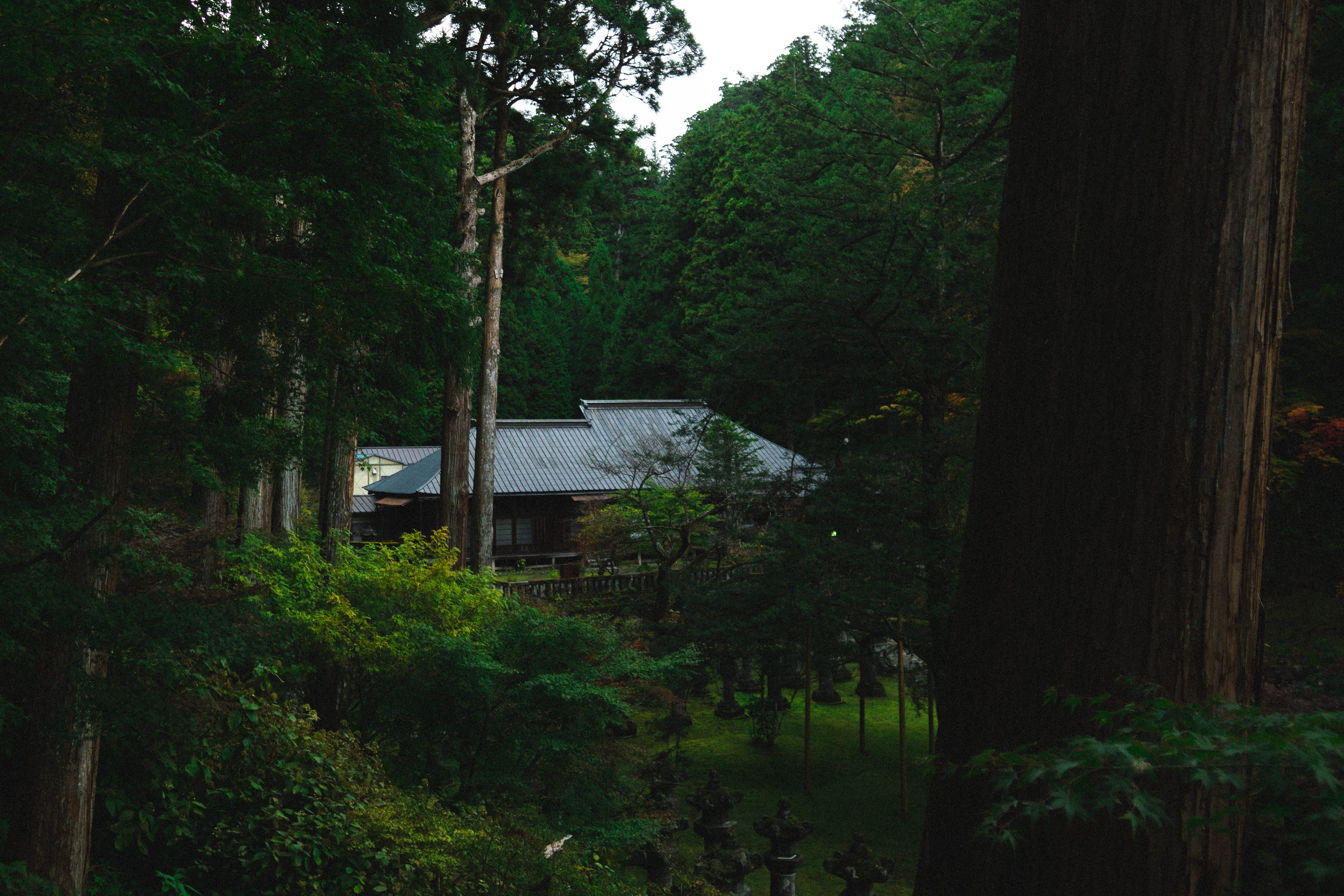 nature, building, trunk, shrine in nikko, plant, architecture, garden, forest, 4K, housing, outdoors, growth, beside, no people, shelter, building exterior, HD Wallpaper