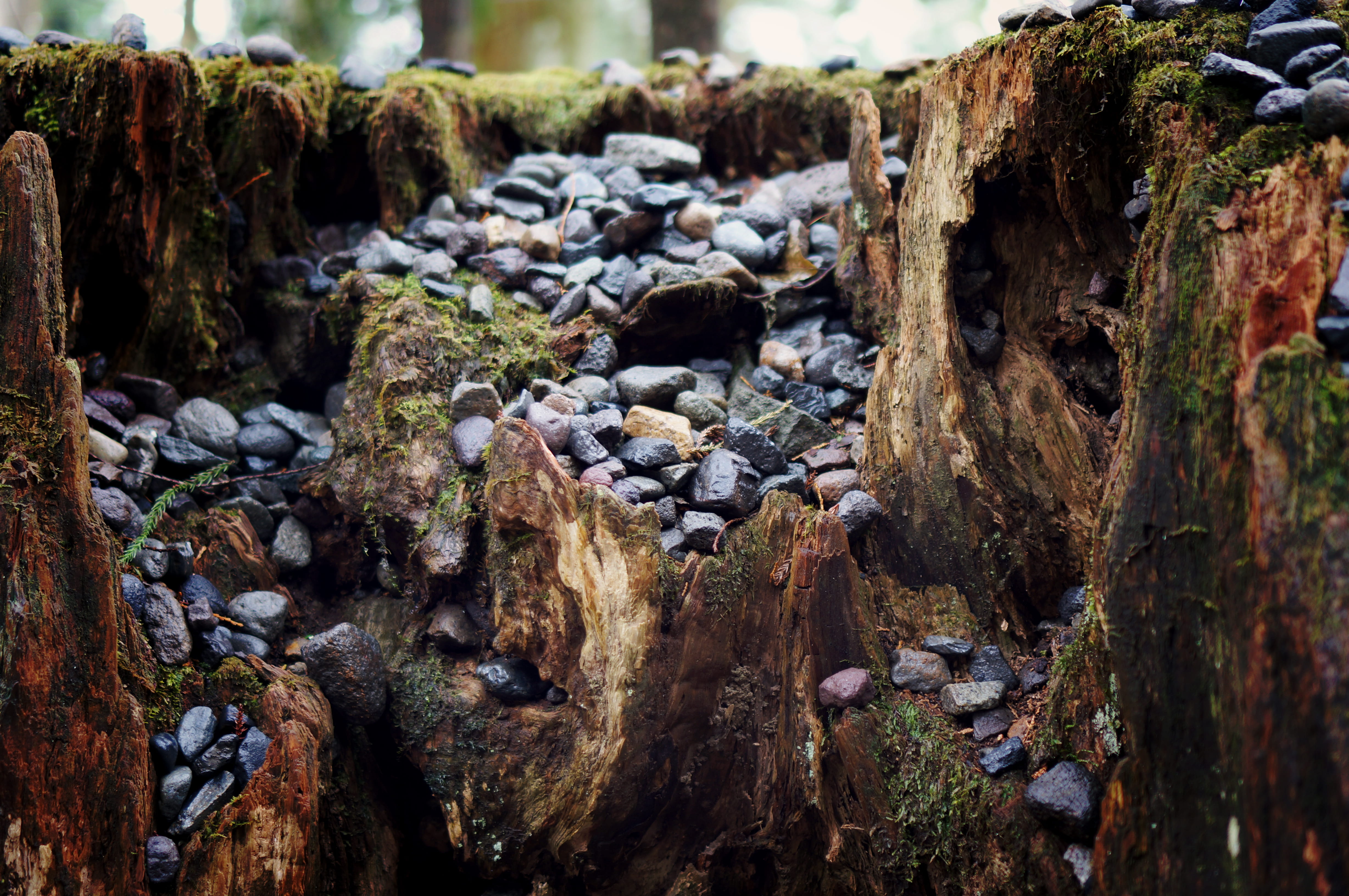 moss, bark, focus on foreground, nikko, 4K, tranquility, nature, wood - material, rock - object, tree, stones, rock, stump, solid, land, trunk, pebbles, HD Wallpaper