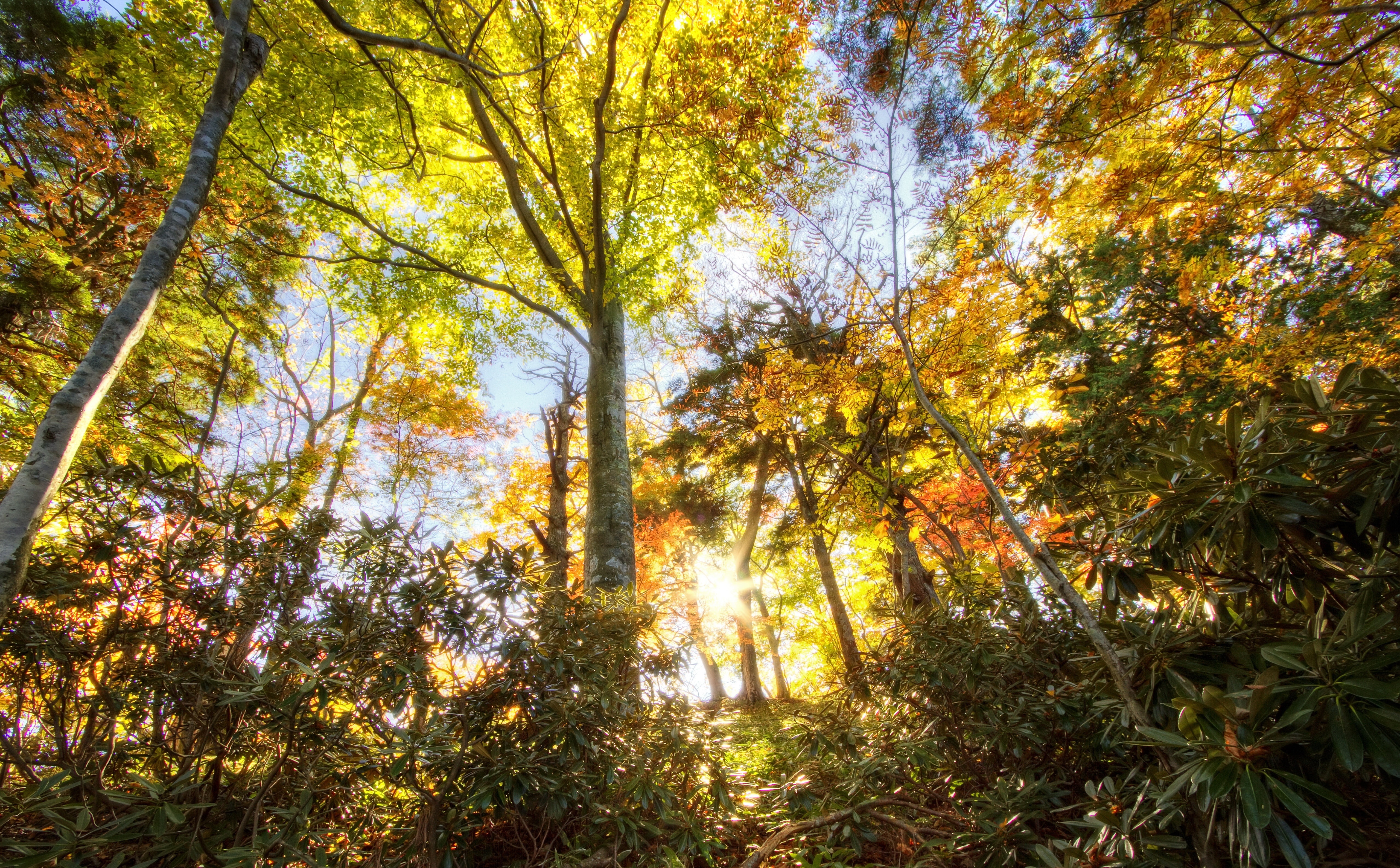 tree, no people, brown, Forests, tranquility, canon, Japan, branch, change, Nikko, Autumn, Trees, low angle view, Sunset, non-urban scene, day, scenics - nature, HD Wallpaper