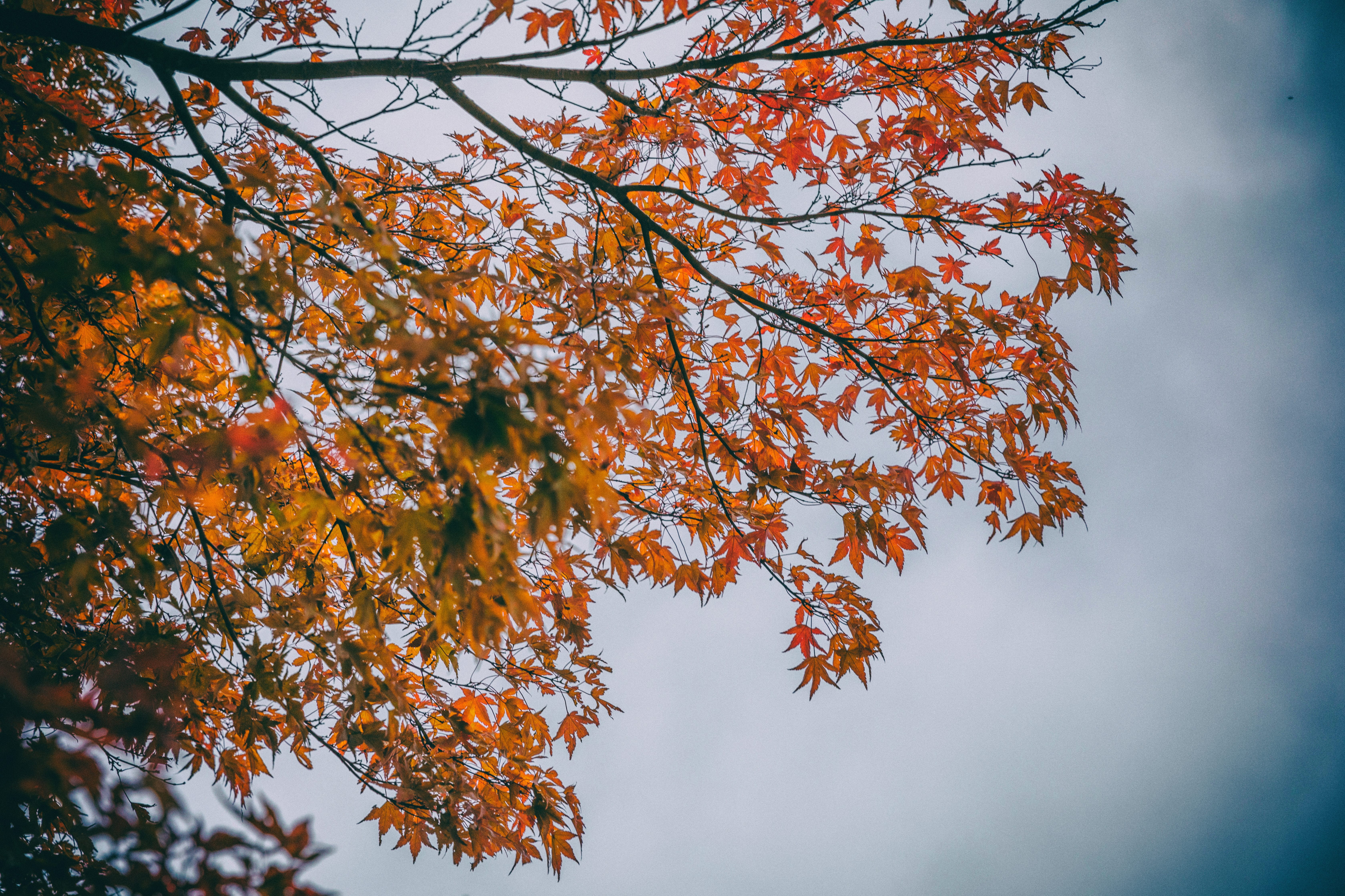 beauty in nature, tranquility, maple tree, plant, kegon falls, nature, plant part, tree, natural condition, sky, branch, outdoors, orange color, maple leaf, HD Wallpaper