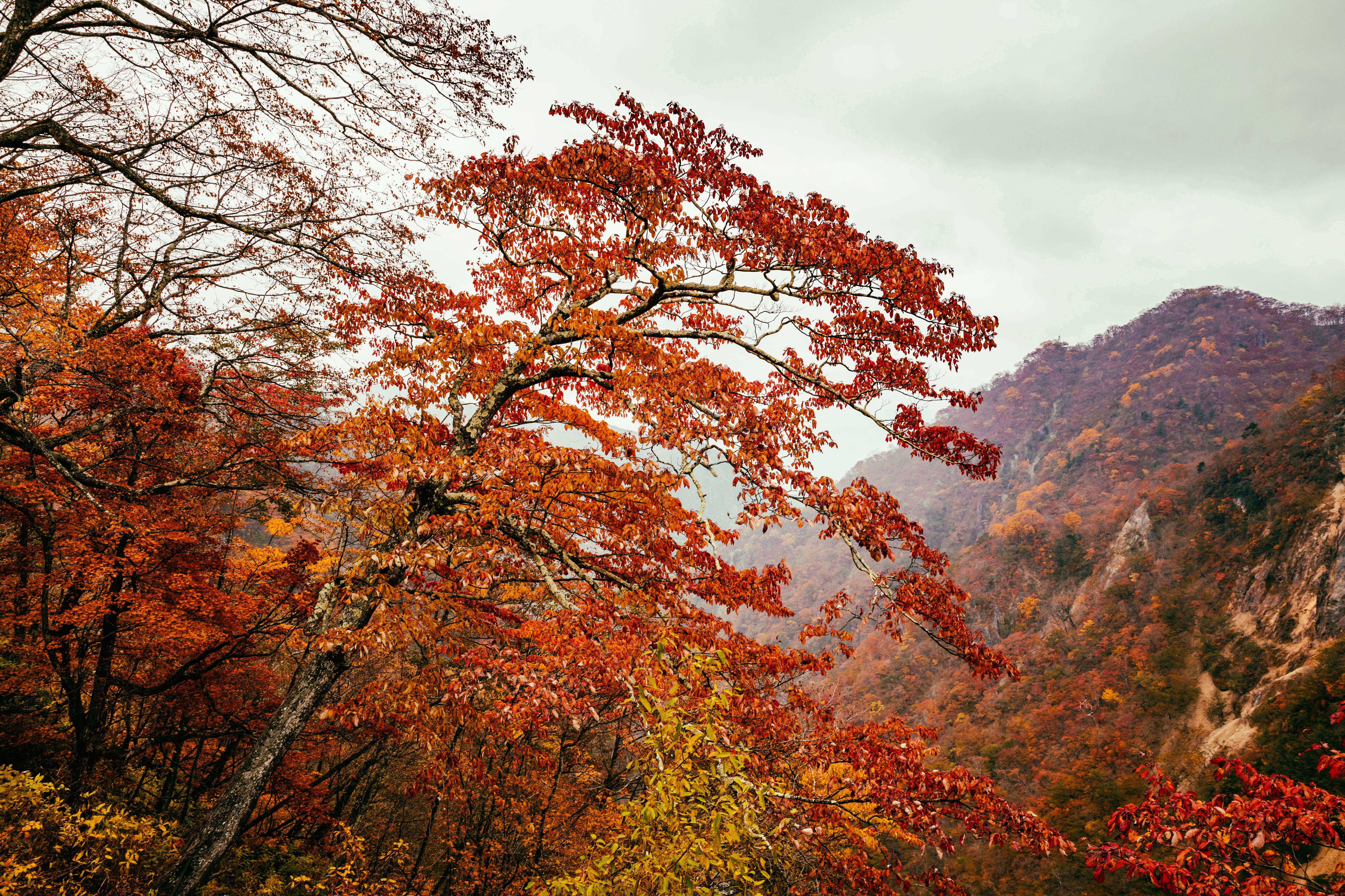 beauty in nature, natural condition, change, sky, mountain, cloud - sky, kegon falls, maple, nikko, 5K, low angle view, japan, idyllic, day, nature, non-urban scene, HD Wallpaper