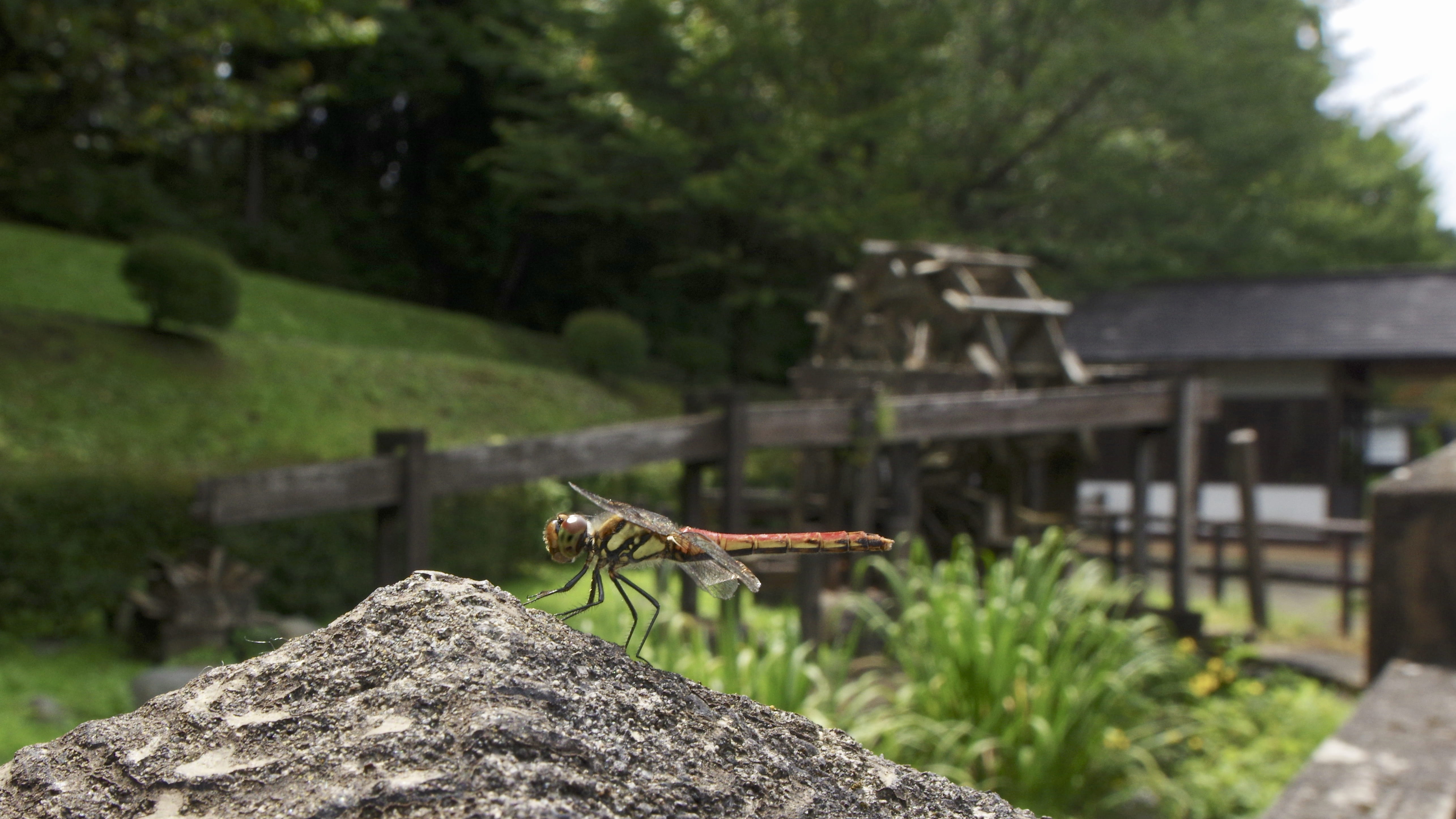 yellow, insect, green color, animal themes, outdoors, japan, dragonfly, day, waterwheel, animals in the wild, one animal, red, architecture, tonbo, river, HD Wallpaper