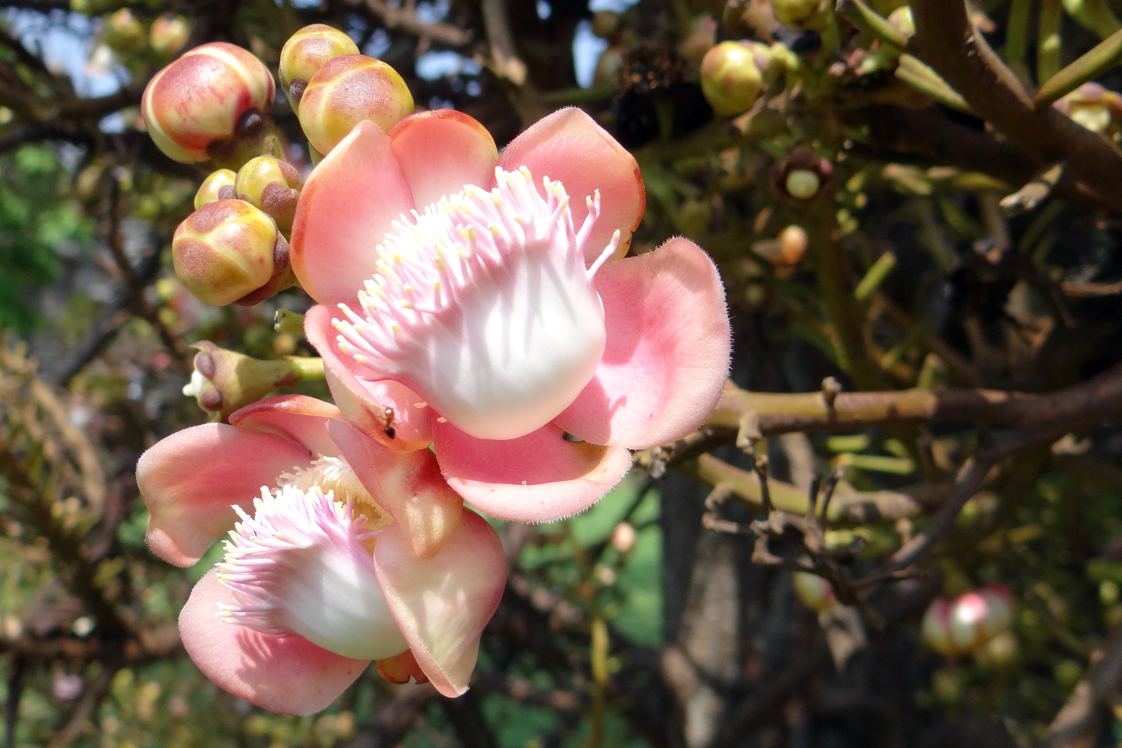 buds, no people, fragility, beauty in nature, couroupita guianensis, pollen, focus on foreground, halebidu, botany, petal, day, nature, plant, flower head, HD Wallpaper