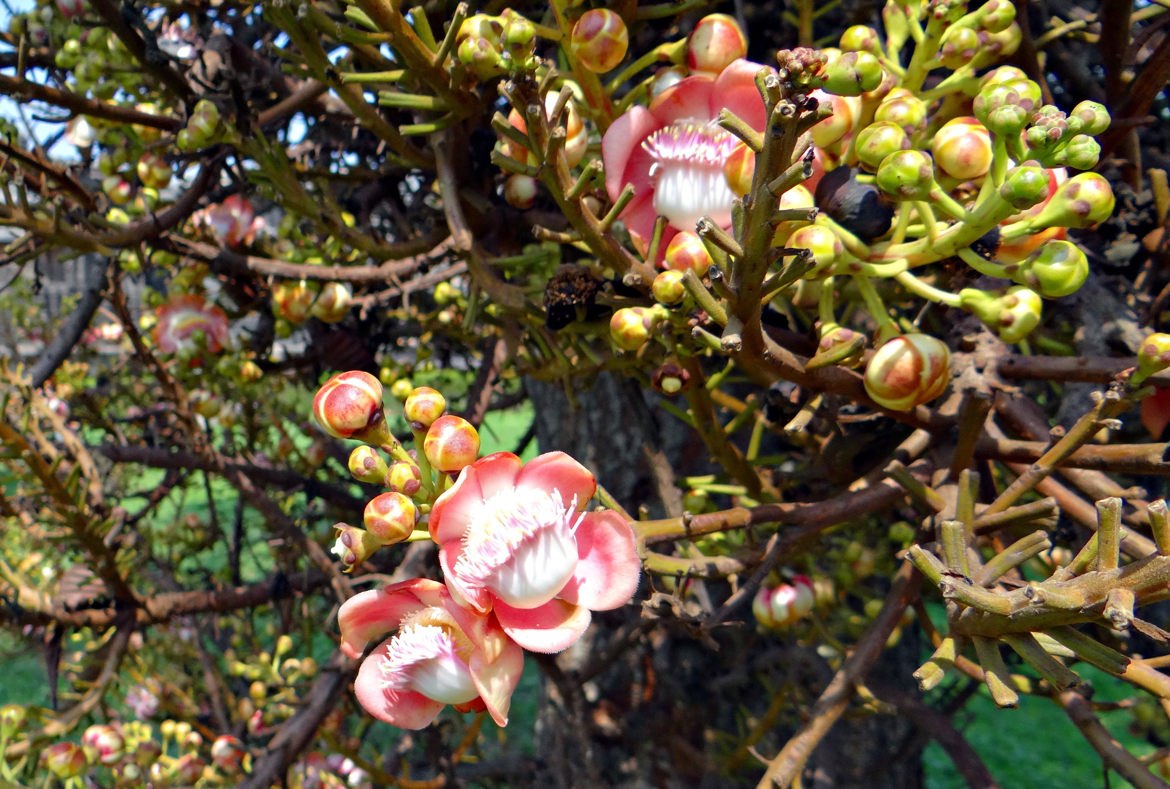 tree, halebidu, close-up, buds, pink color, ripe, focus on foreground, india, food, day, beauty in nature, nature, flowering plant, sunlight, 4K, couroupita guianensis, HD Wallpaper