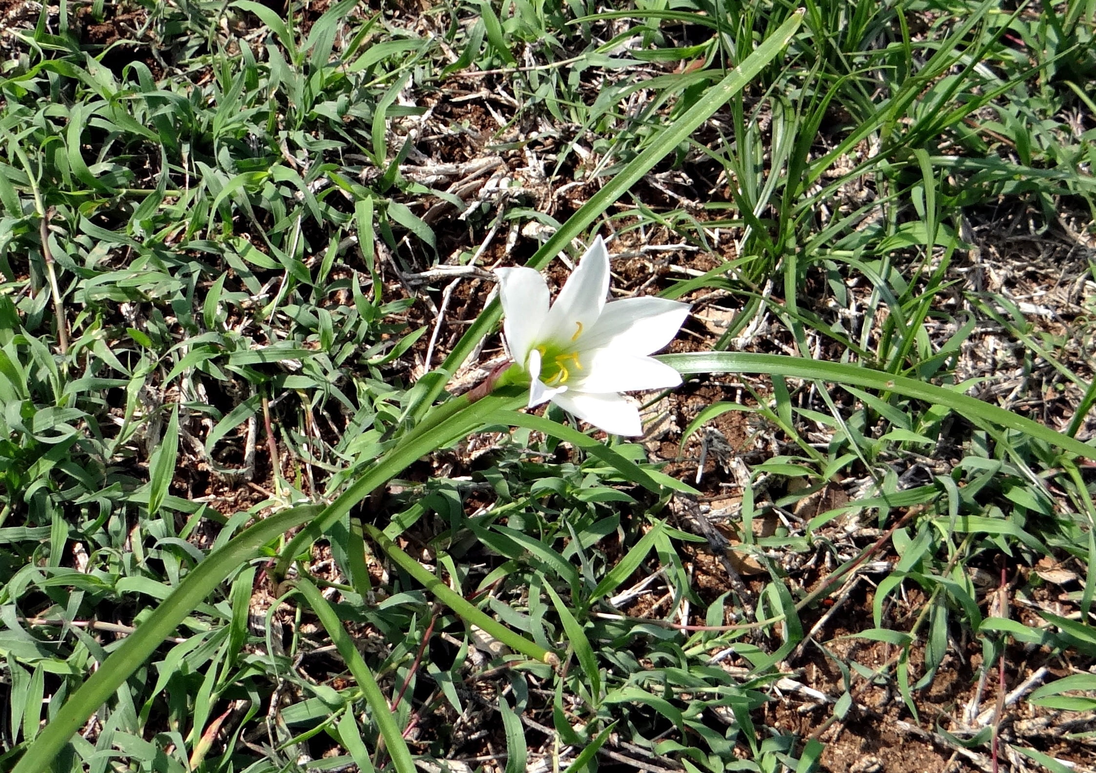 fragility, field, green color, grass, high angle view, rain lily, plant part, vulnerability, sunlight, nature, outdoors, halebidu, freshness, zephyranthes, HD Wallpaper