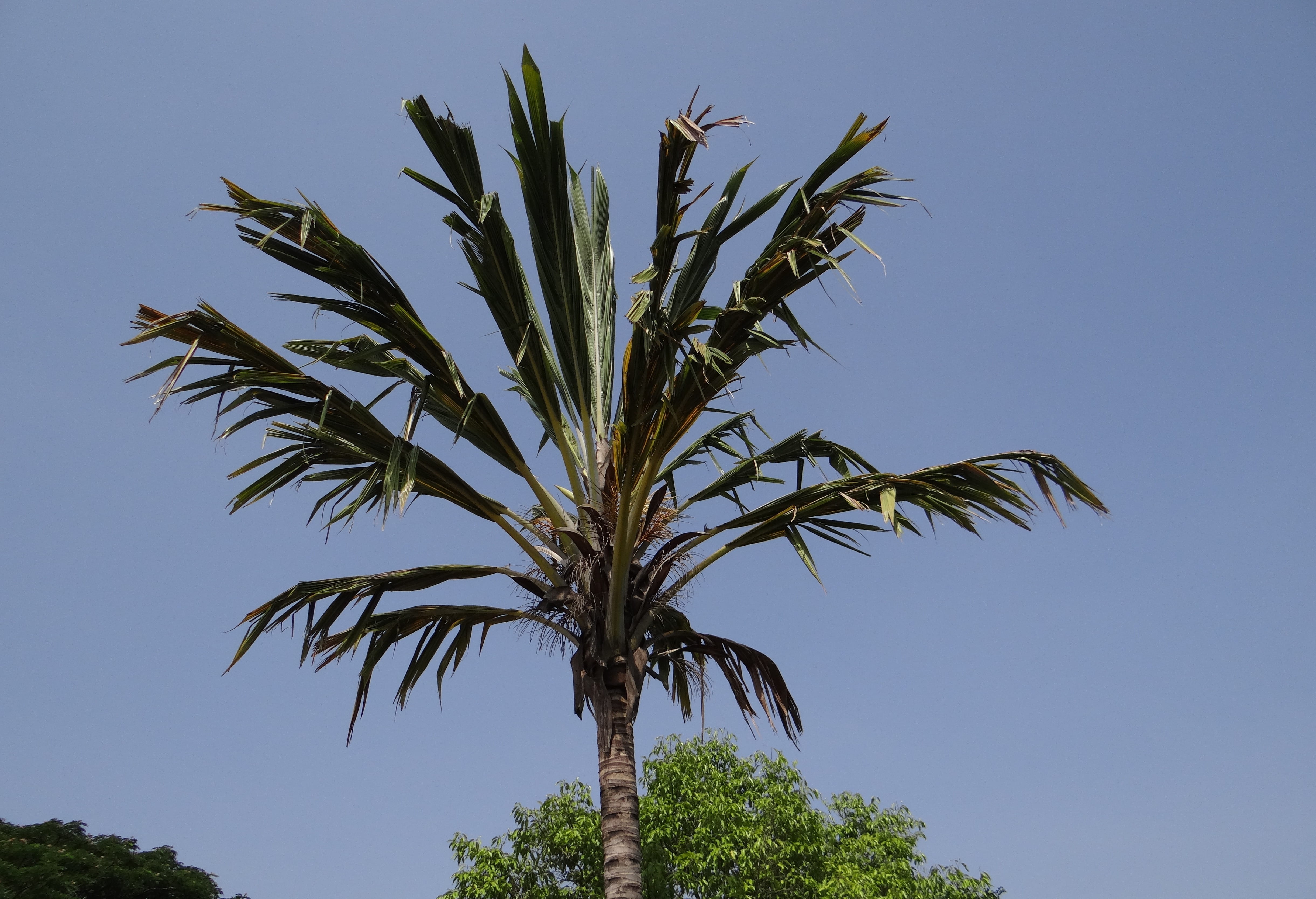 nature, Tree, clear sky, Halebidu, sky, sunny, palm leaf, plant, green color, tropical climate, branches, growth, agriculture, Exotic, environment, palm tree, HD Wallpaper