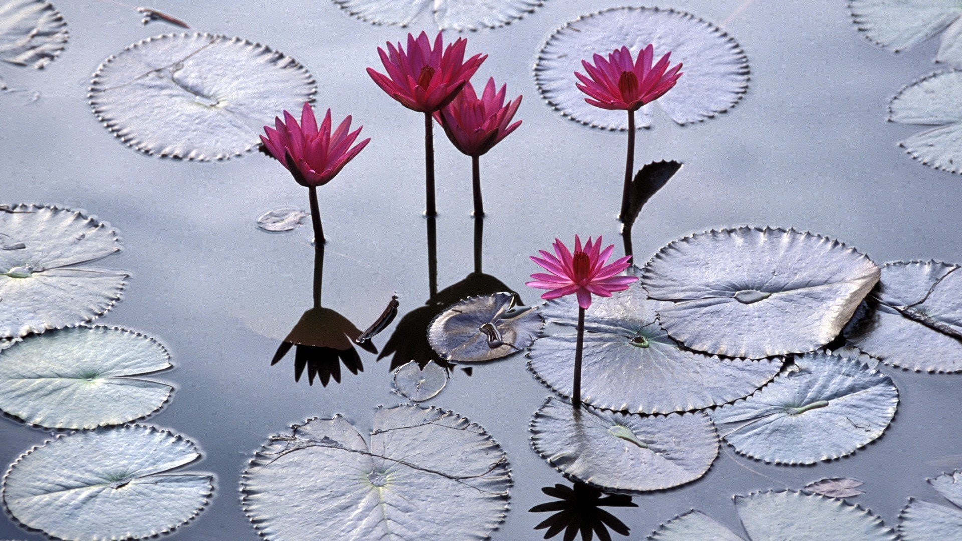 imperial, flower, nature, nam, city, viet, flowers, 1080P, lotus, HD Wallpaper