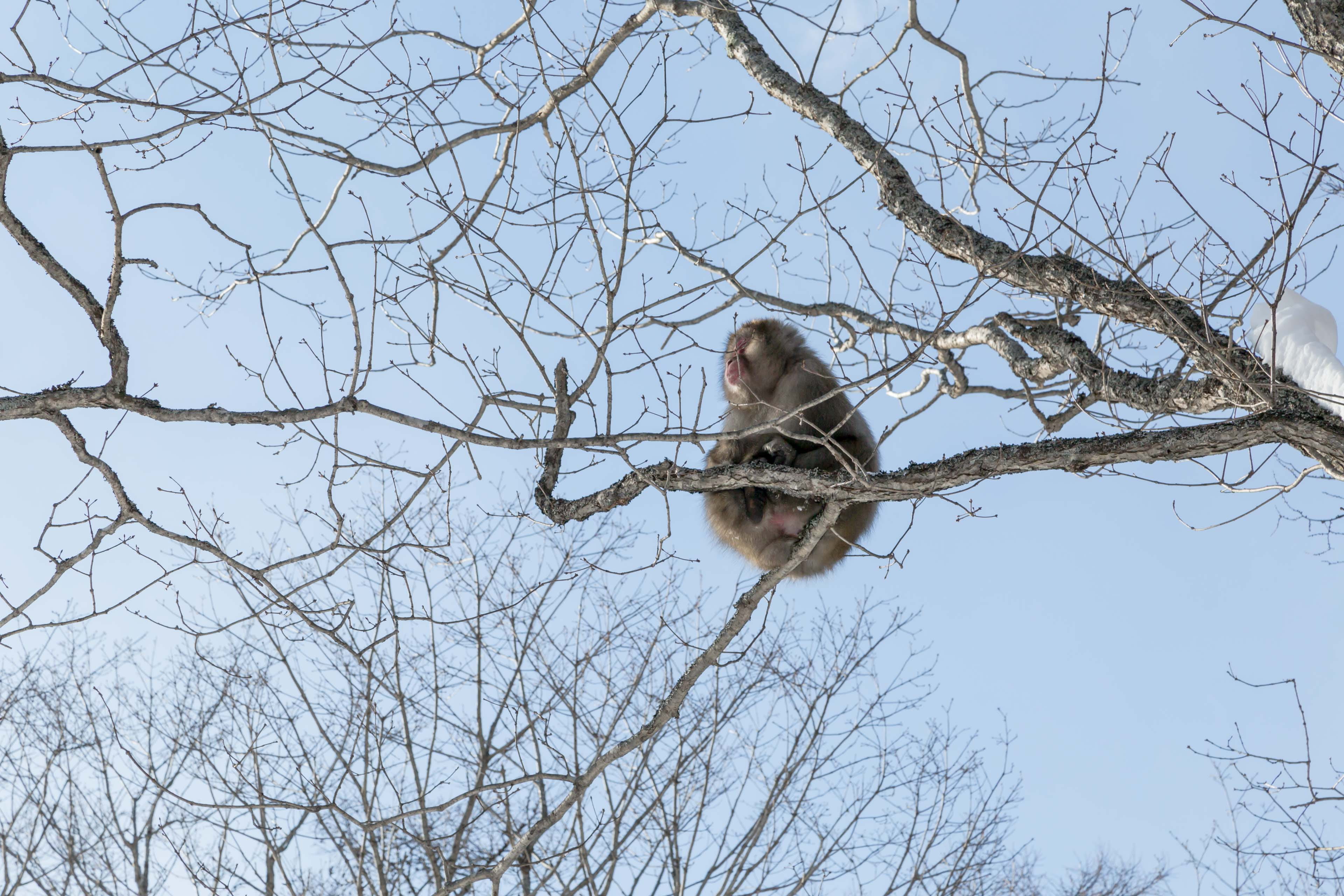4K, day, nature, bare tree, japan, tree, low angle view, one animal, macaque, snow, animal wildlife, vertebrate, bird, monkey, no people, perching, outdoors, HD Wallpaper