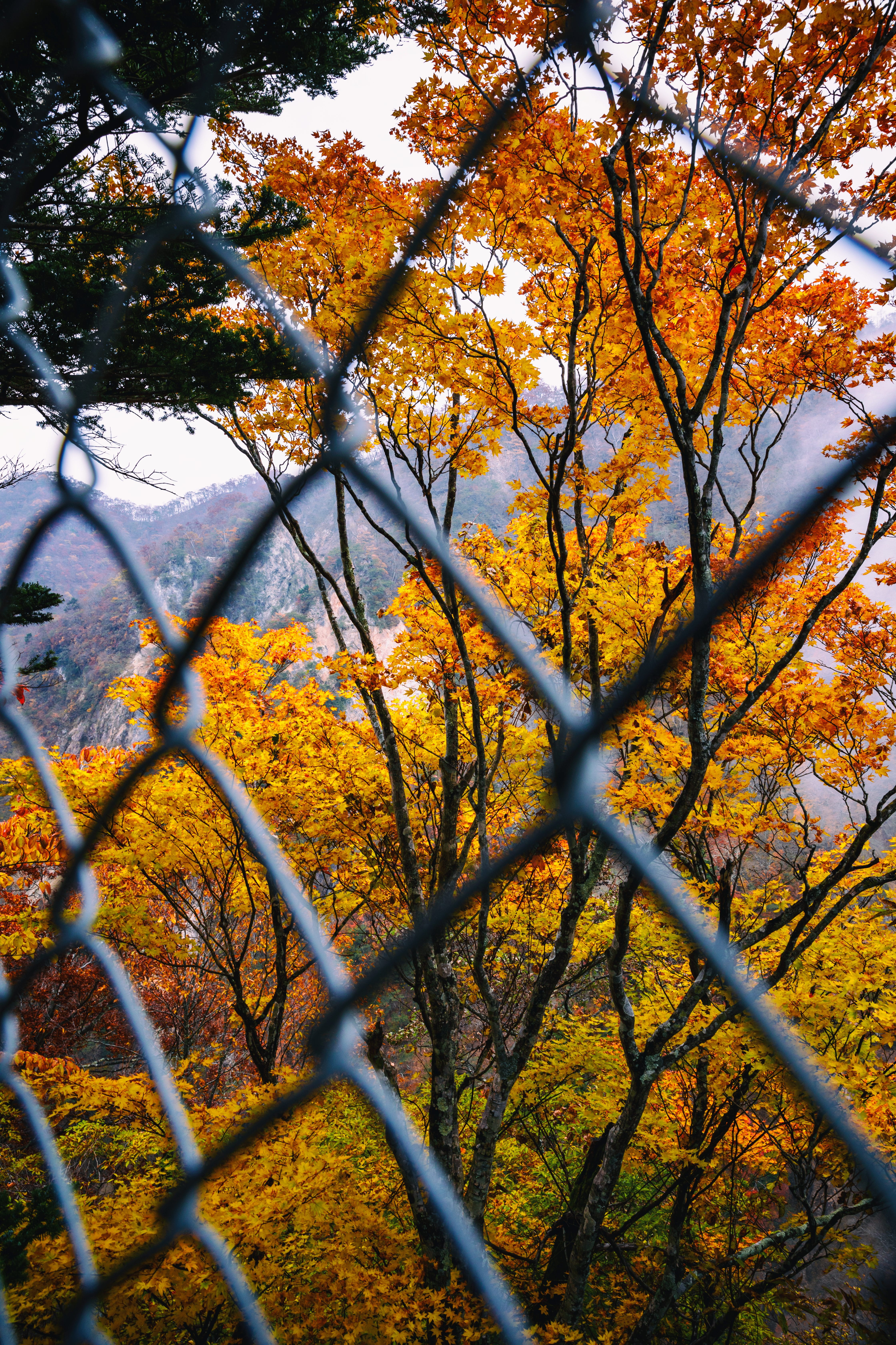 no people, orange color, maple, japan, beauty in nature, fall, autumn, day, kegon falls, yellow, outdoors, growth, nature, leaf, land, nikko, tree, focus on background, Phone HD Wallpaper