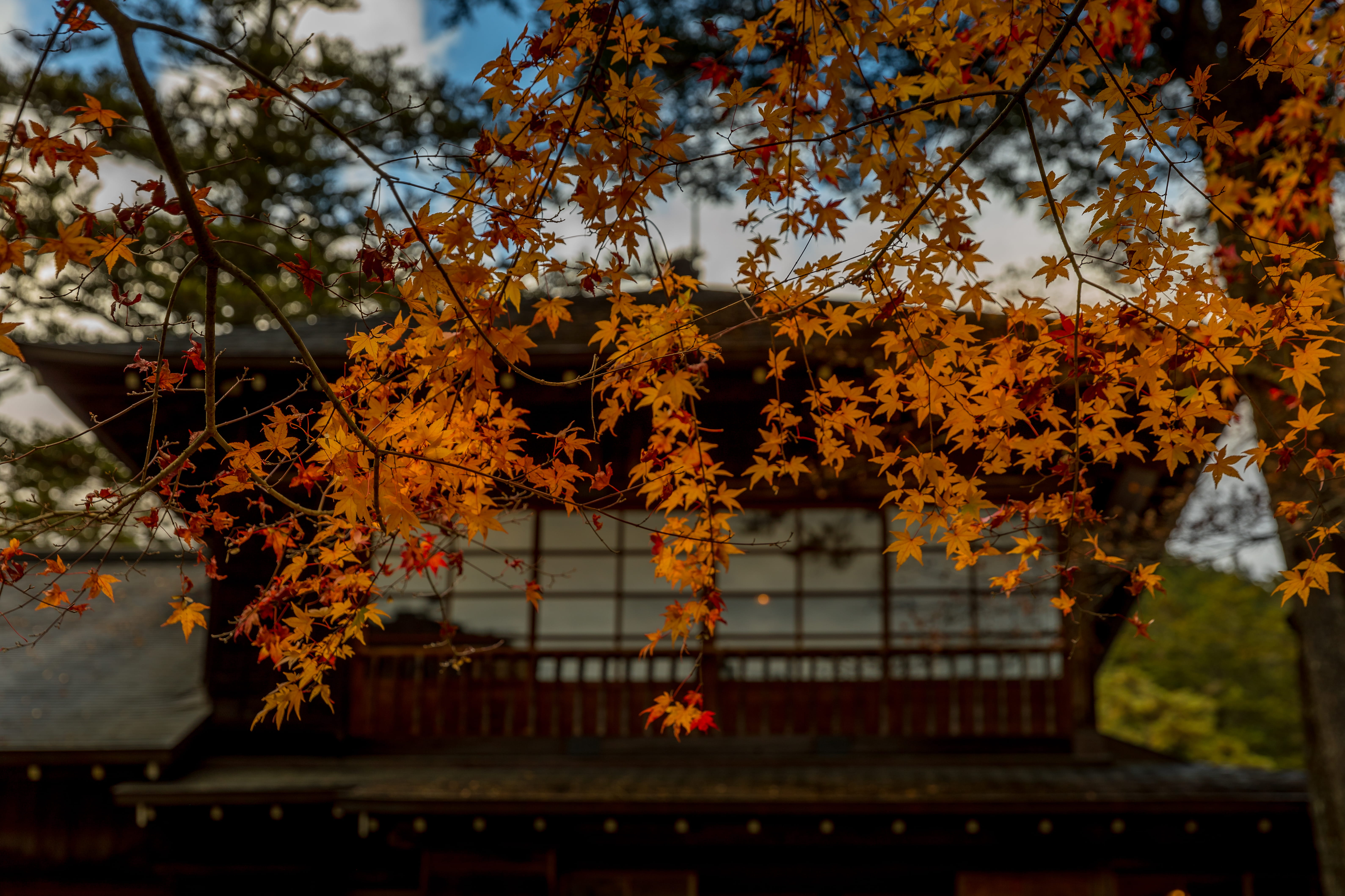 curtain, 5K, seasons, leaves, architecture, tree, golden, park, beauty in nature, nikko tamozawa imperial villa memorial park, sky, autumn leaves, plant part, HD Wallpaper