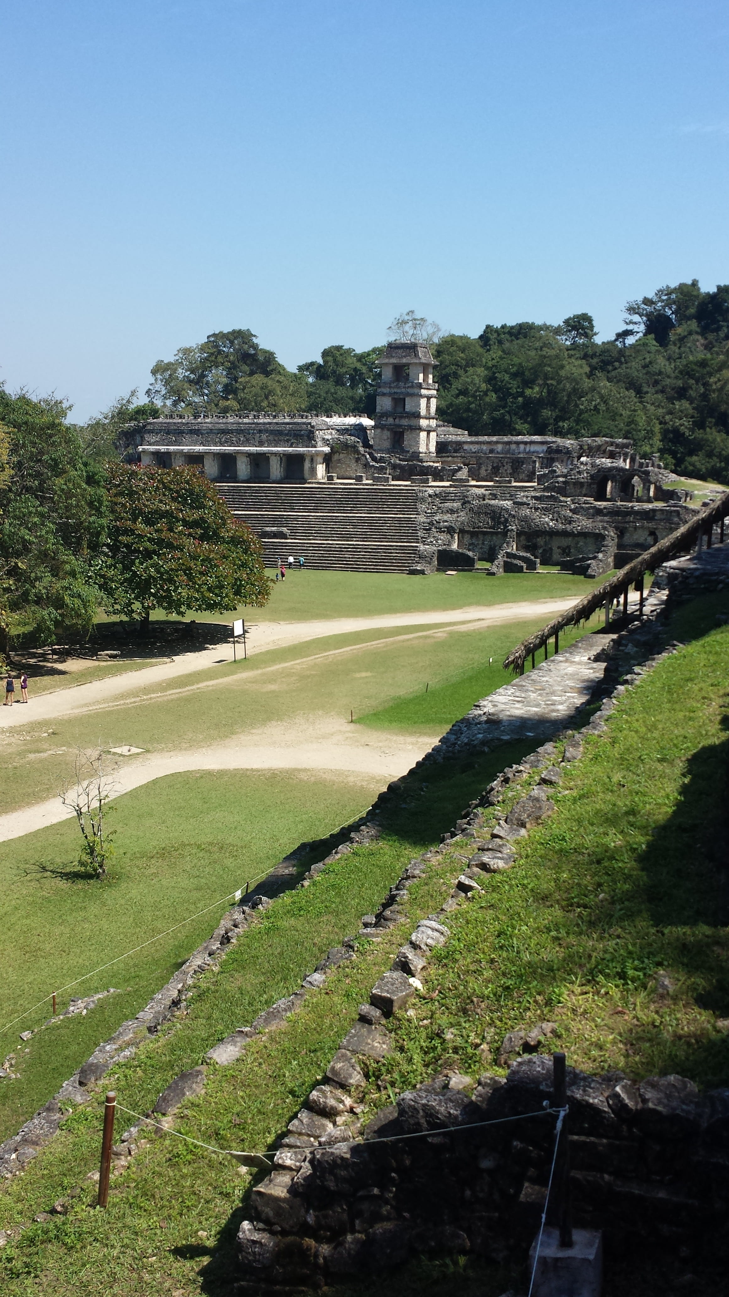 tree, palenque, outdoors, archaeology, travel destinations, day, sunlight, grass, sky, architecture, ancient civilization, travel, ruins, ruined, the past, Phone HD Wallpaper