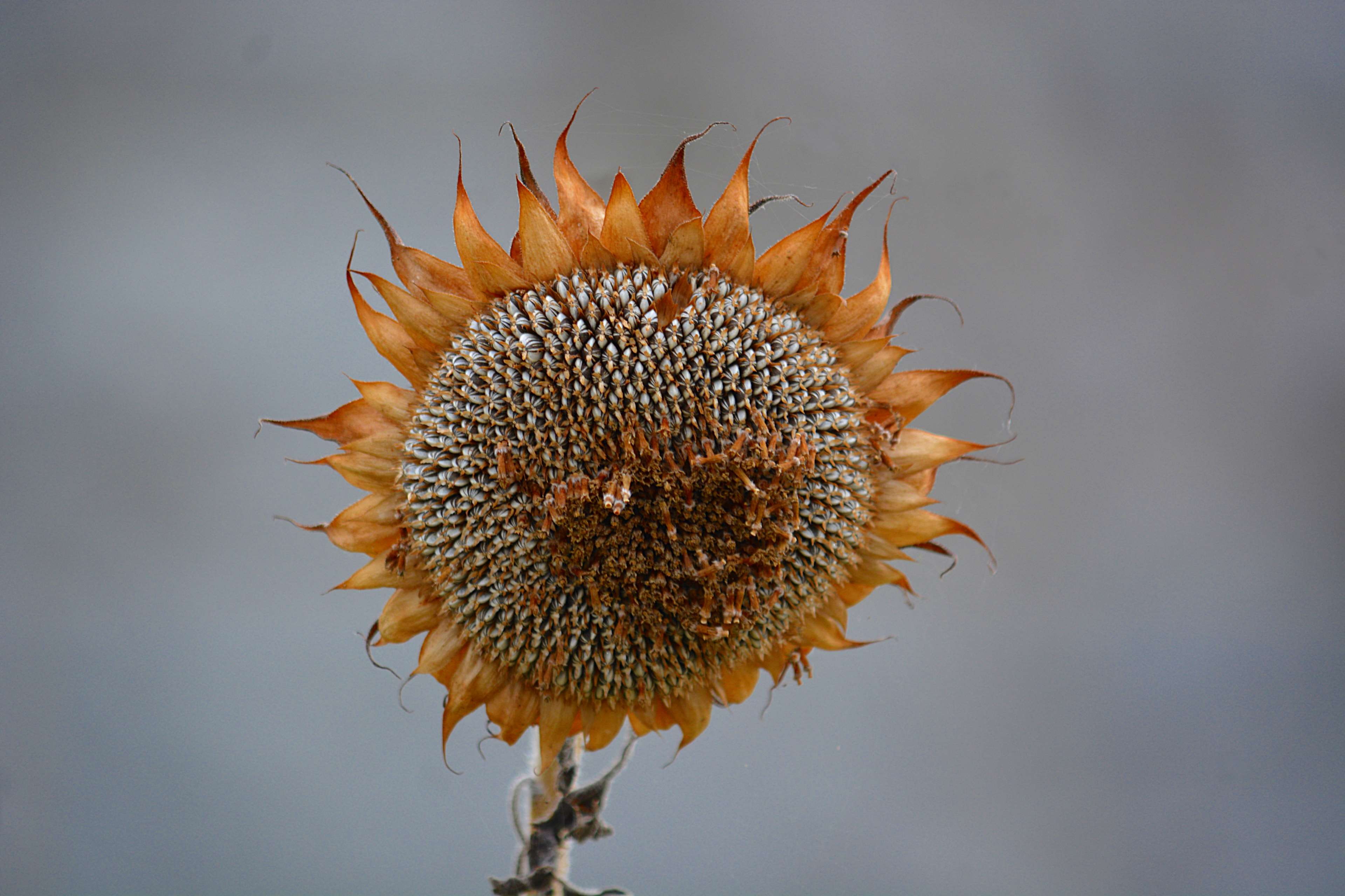 beauty in nature, nature, close-up, inflorescence, dried, flower head, outdoors, fragility, botanique, invertebrate, growth, floraison, no people, freshness, HD Wallpaper