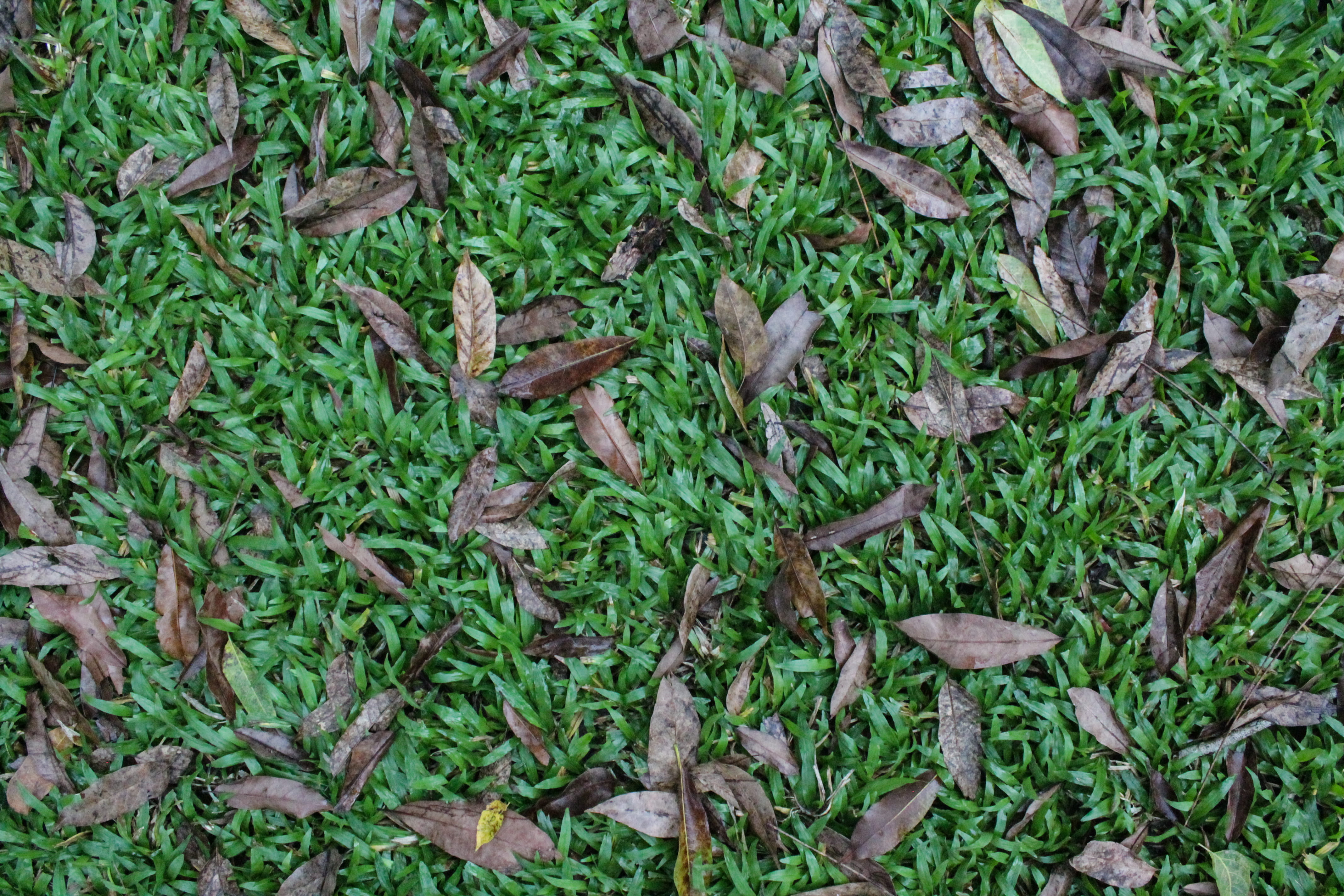 high angle view, directly above, land, full frame, growth, autumn, nature, close-up, day, green, plant part, mexico, outdoors, green color, tranquility, HD Wallpaper