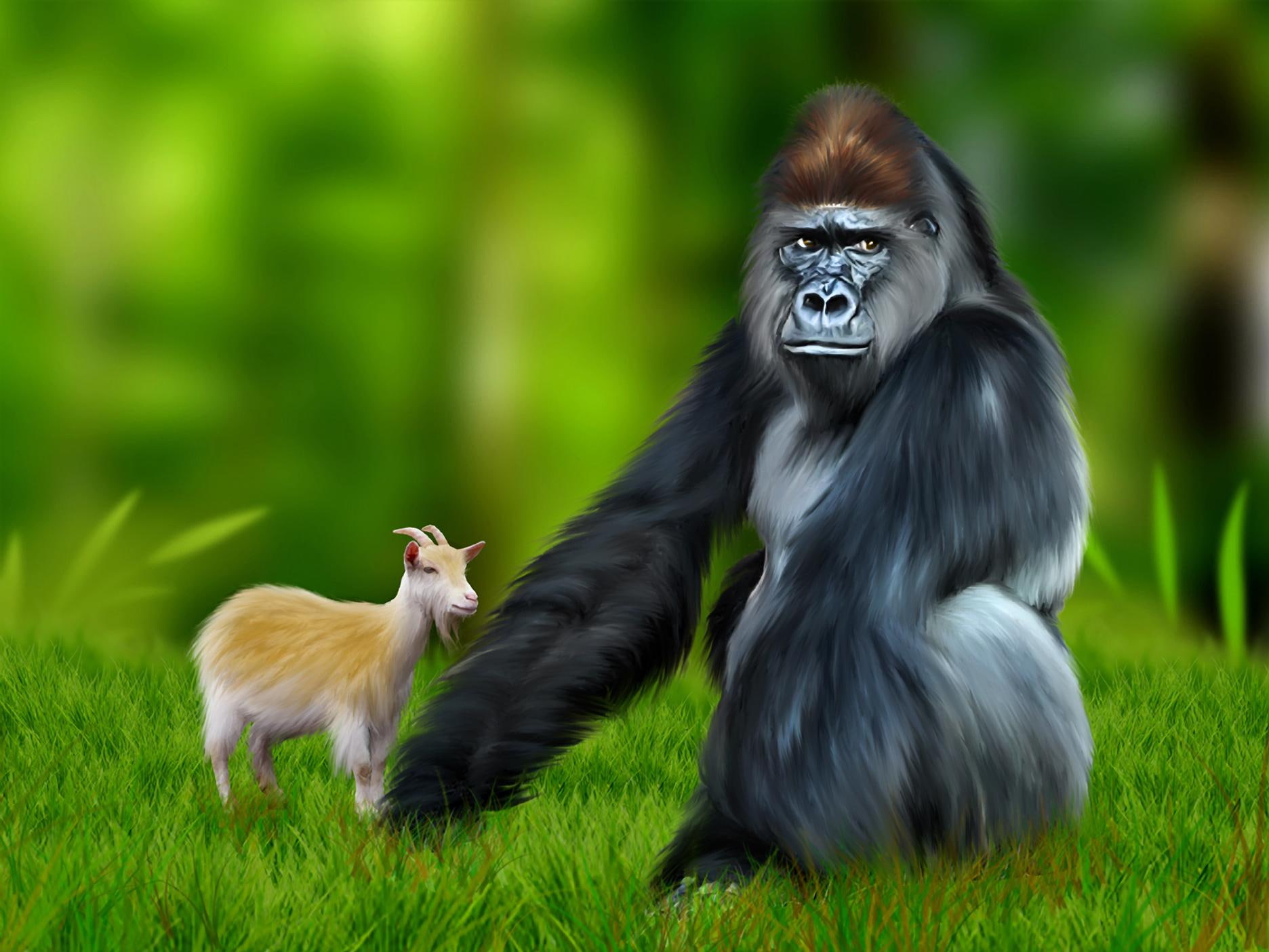 720P, goat, gorilla, silverback, primate, freind, HD Wallpaper