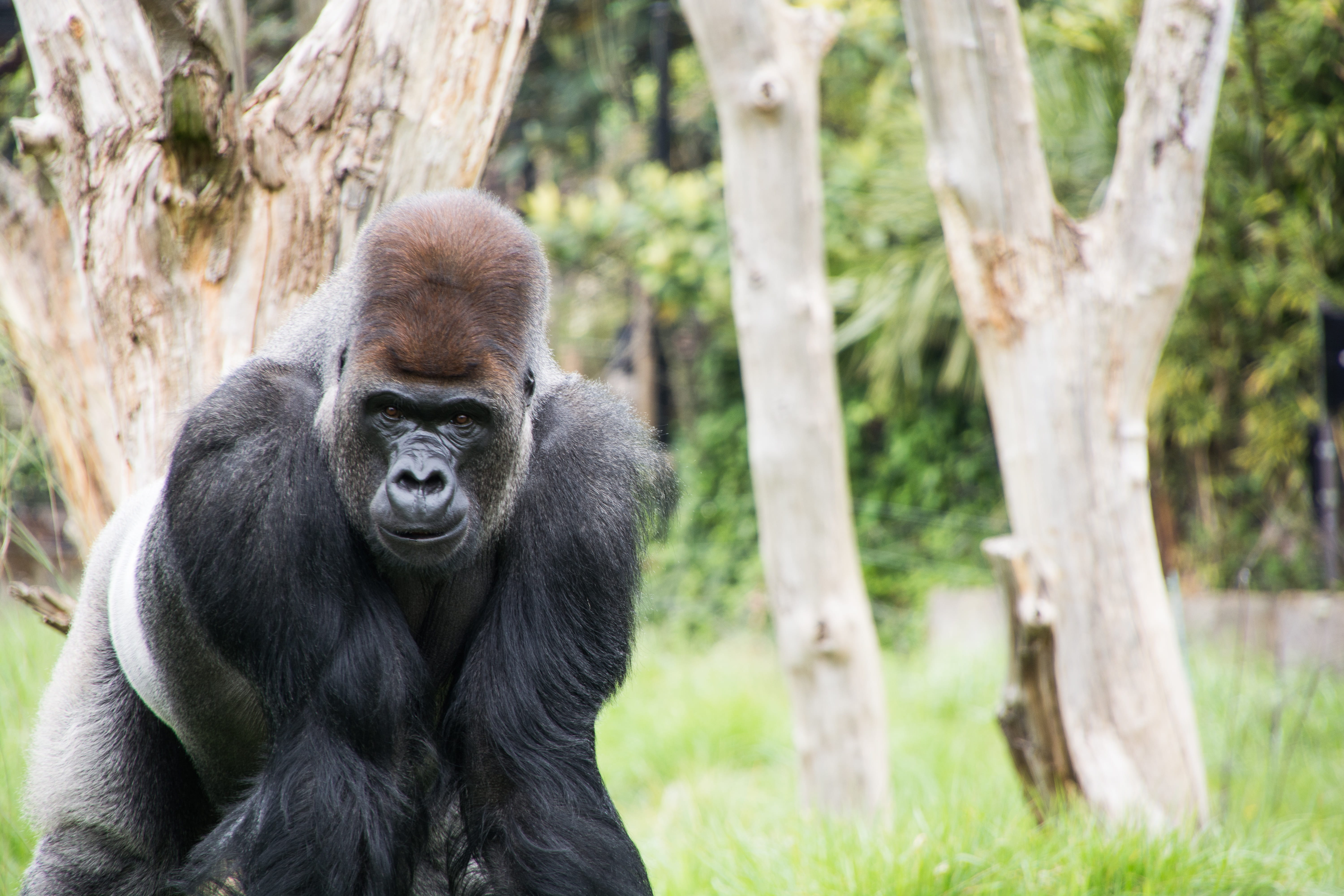 plant, animal, one animal, nature, ape, mammal, london, monkey, outdoors, gorilla, primate, day, portrait, 5K, animal wildlife, zoo, no people, tree trunk, HD Wallpaper