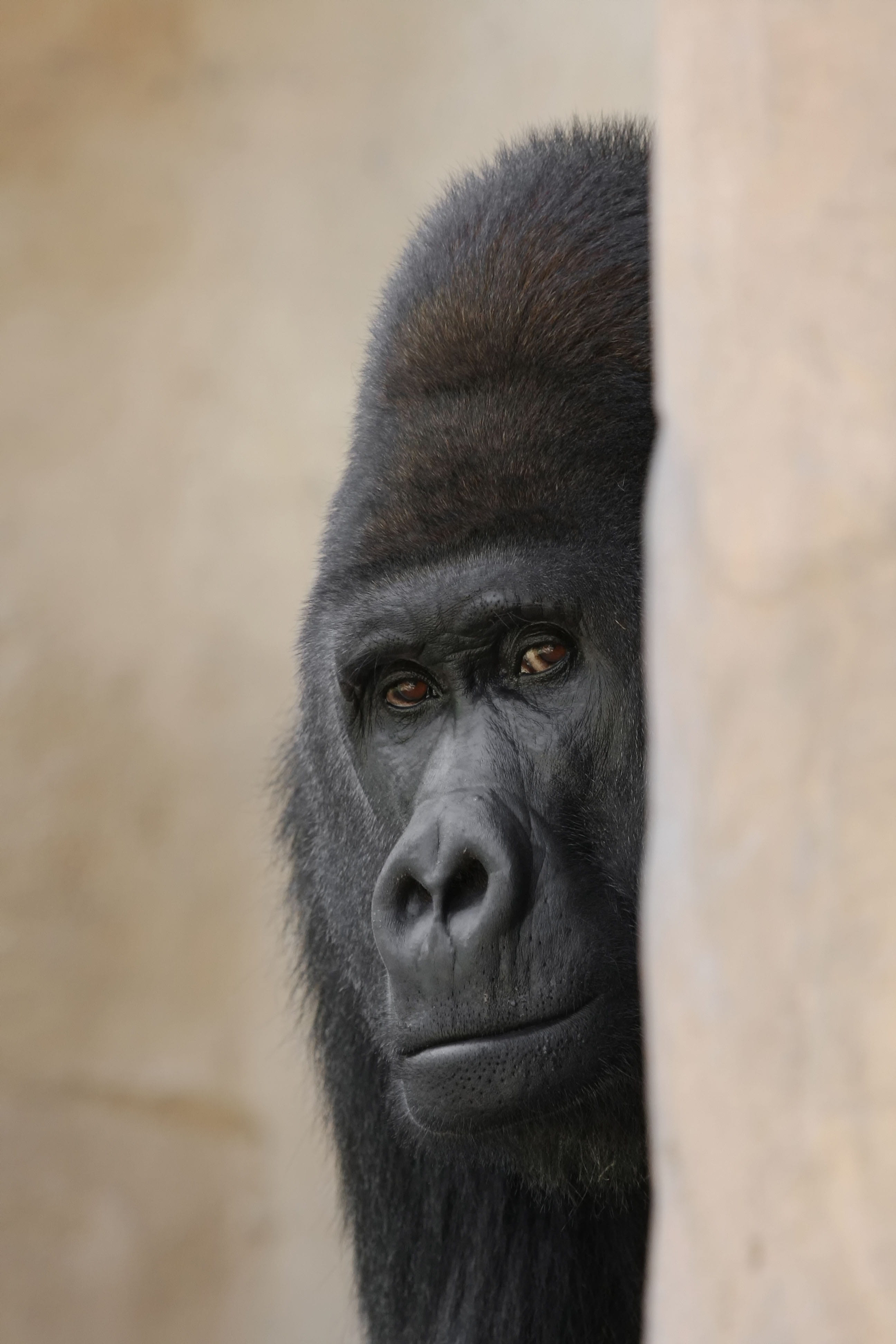 zoo, looking, mammal, vertebrate, close-up, animal wildlife, animal body part, gorilla, no people, animals in the wild, portrait, day, silverback, primate, Phone HD Wallpaper