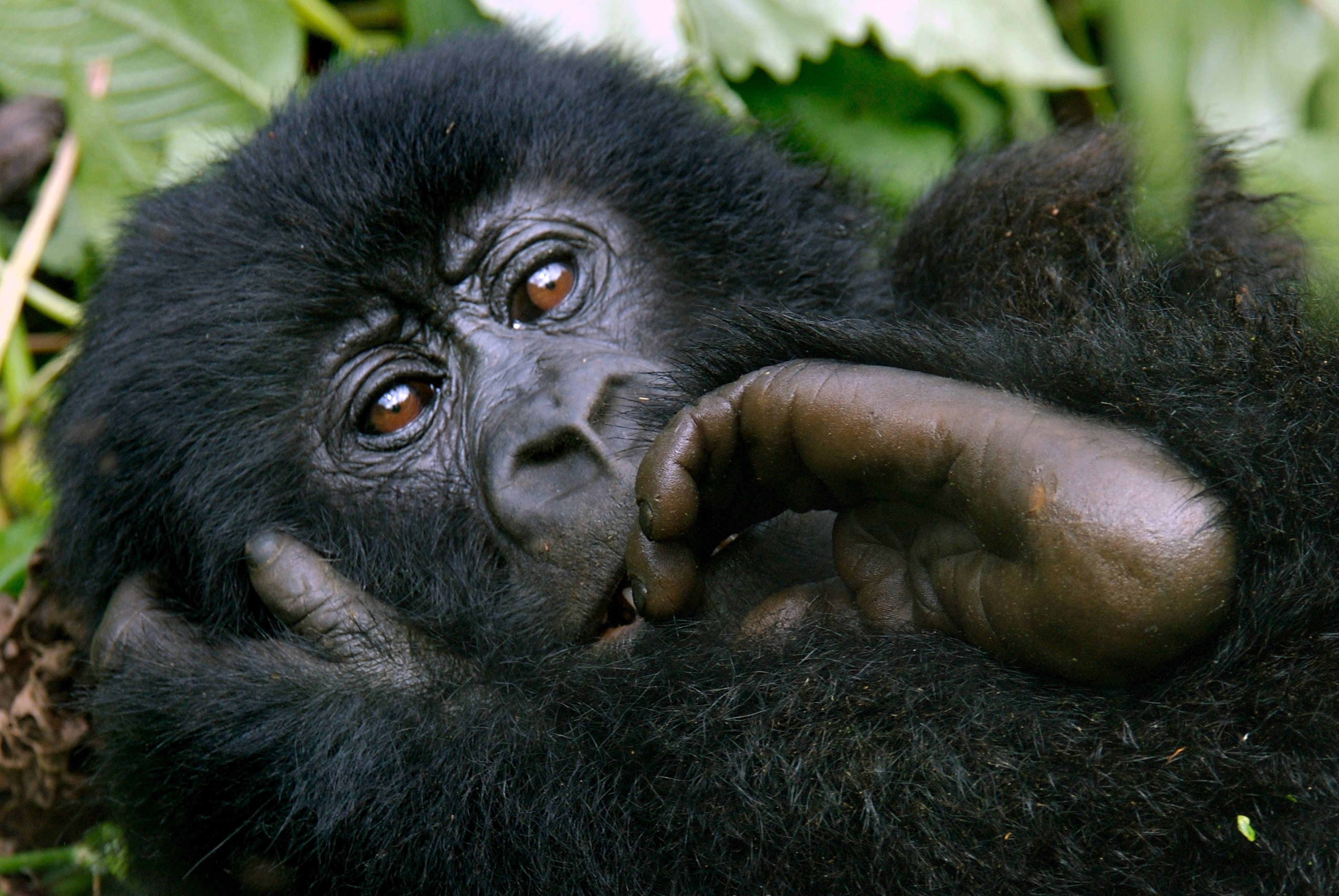 4K, monkey, portrait, animal wildlife, relaxation, mother, no People, one Animal, black Color, wildlife, endangered Species, tropical Rainforest, nature, HD Wallpaper