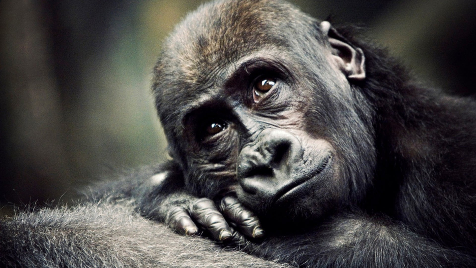 wildlife, mammal, primate, silverback Gorilla, depression - sadness, africa, facial Expression, looking, monkey, black, animals In The Wild, outdoors, animals in captivity, HD Wallpaper