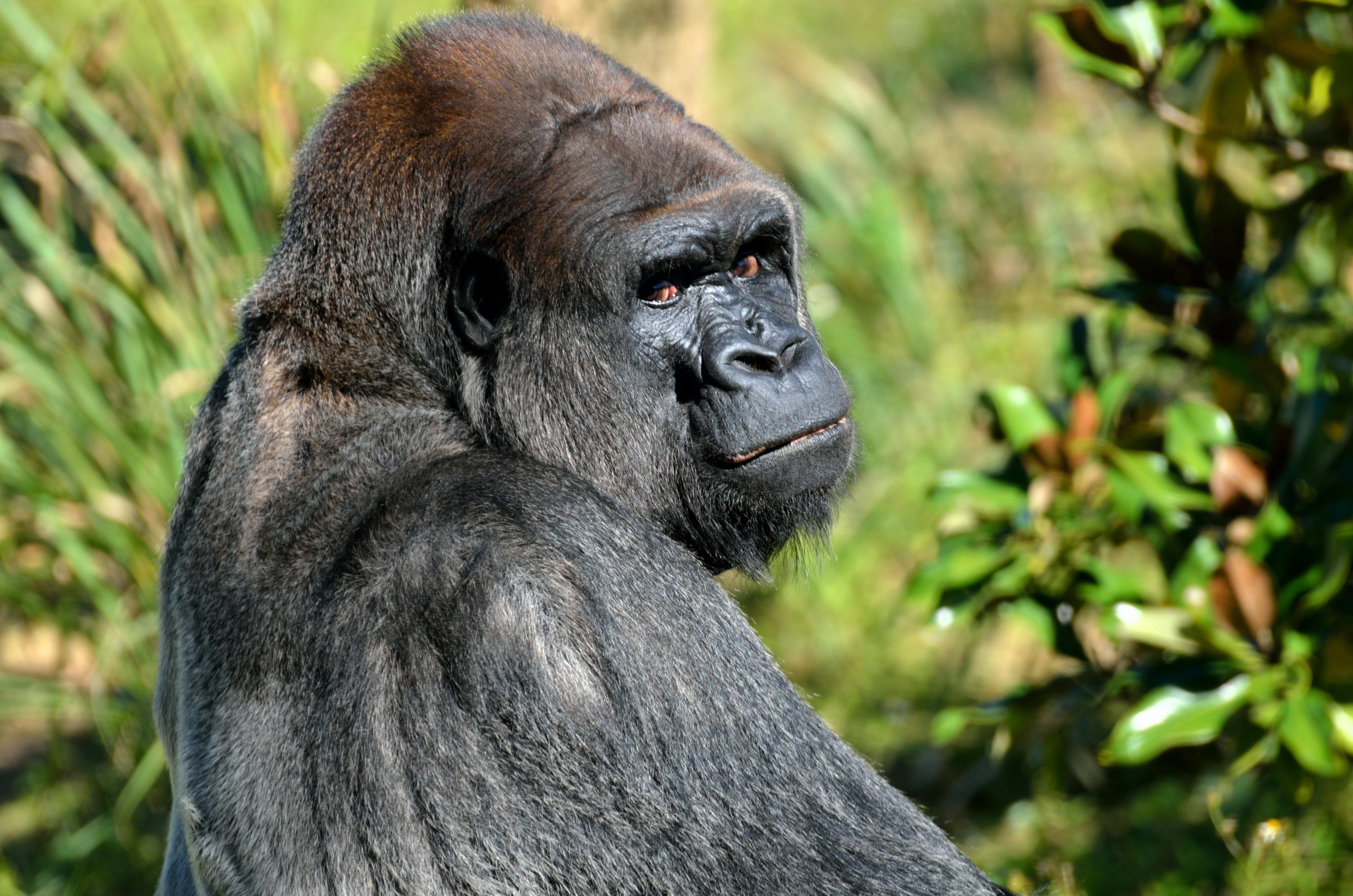 black, 4K, fur, one animal, animal head, nature, looking, male, silver back, black color, portrait, plant, silverback Gorilla, close-up, animal, tropical Rainforest, HD Wallpaper