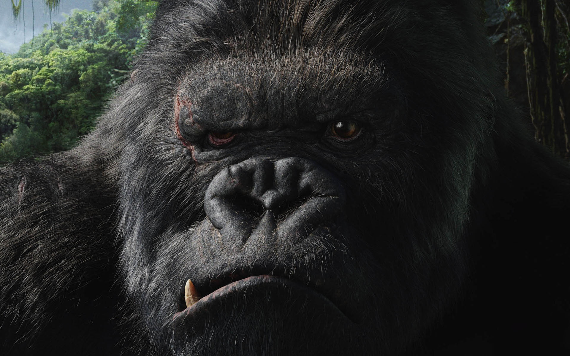 endangered Species, forest, movie, black Color, monkey, vertebrate, primate, gorilla, safari Animals, outdoors, animal wildlife, rwanda, King Kong, human Face, HD Wallpaper