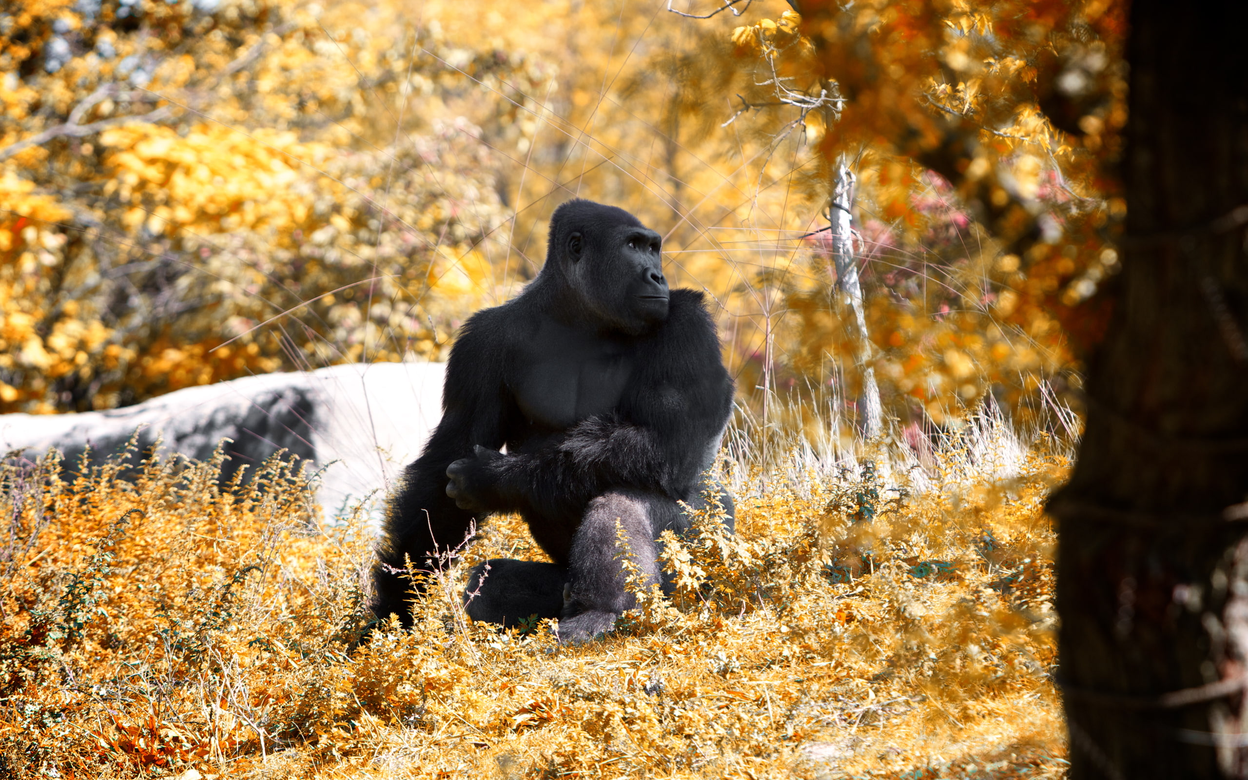 sitting, animal, black, nature, gorilla, 2K, HD Wallpaper