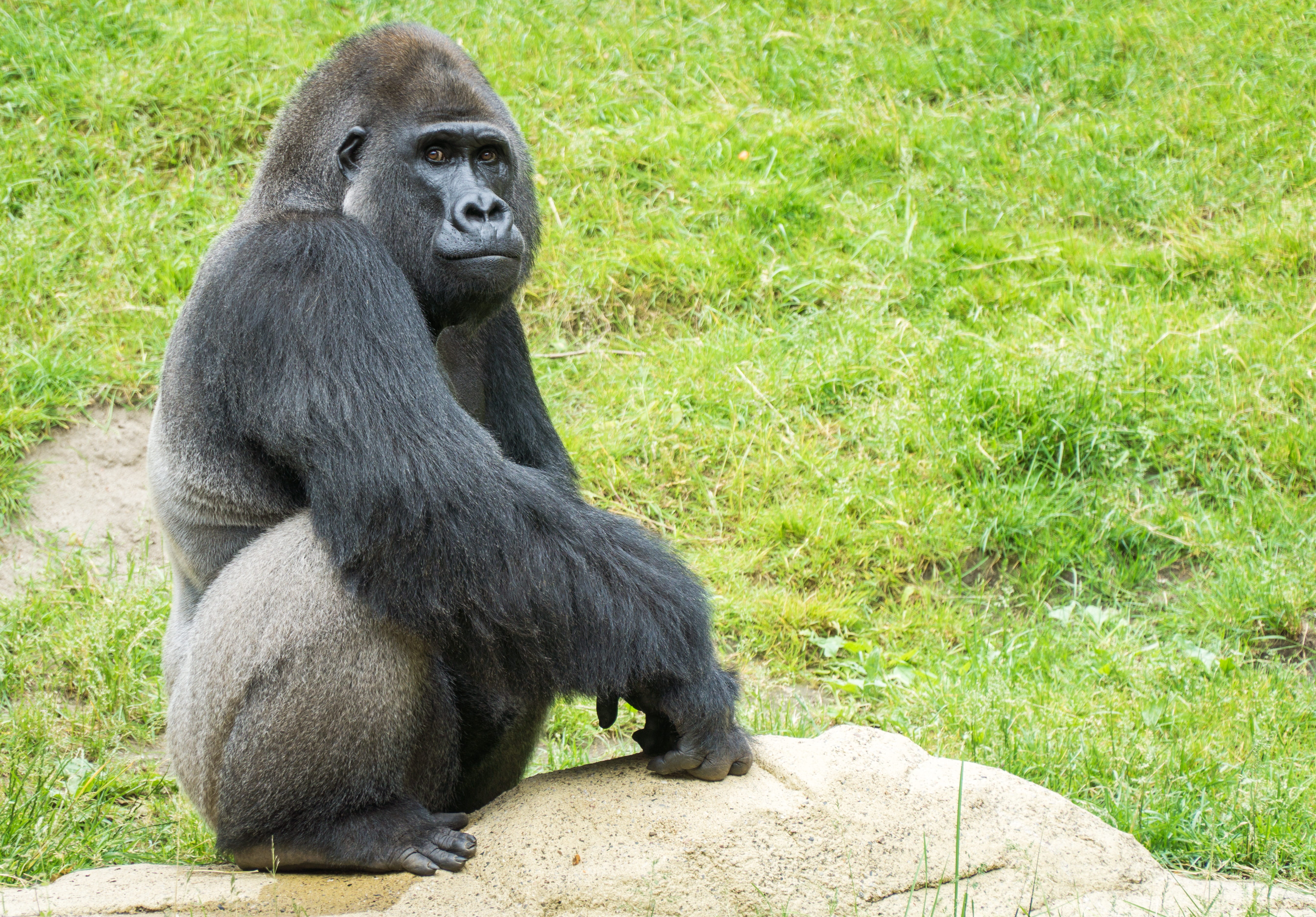 portrait, looking, plant, tropical Rainforest, rwanda, primate, mammal, silverback Gorilla, Gorilla, vertebrate, thinking, contemplation, 5K, grass, africa, HD Wallpaper