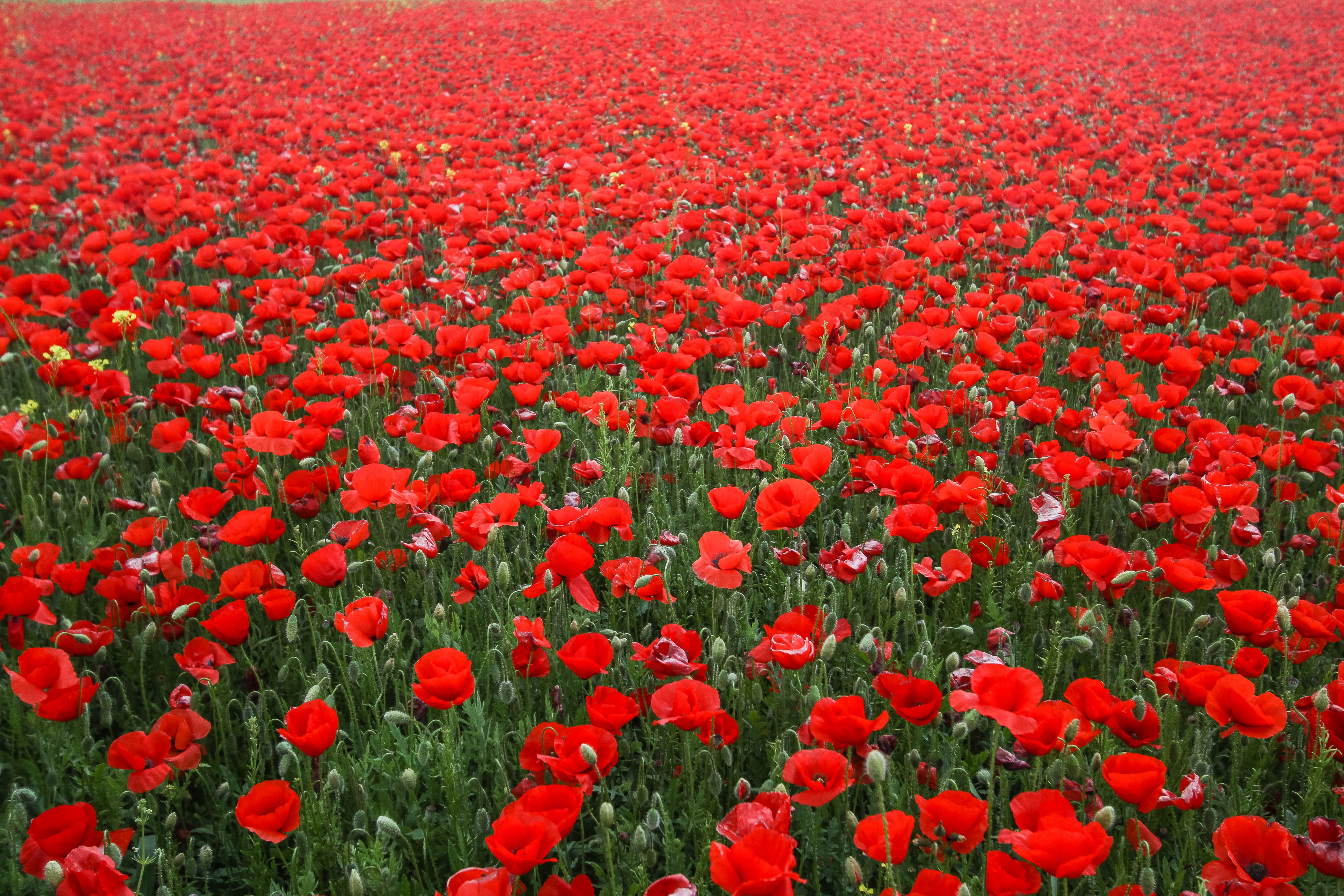 beauty in nature, plant, tulip, field, poppy, land, flowerbed, springtime, full frame, freshness, vulnerability, no people, flower head, spain, outdoors, HD Wallpaper