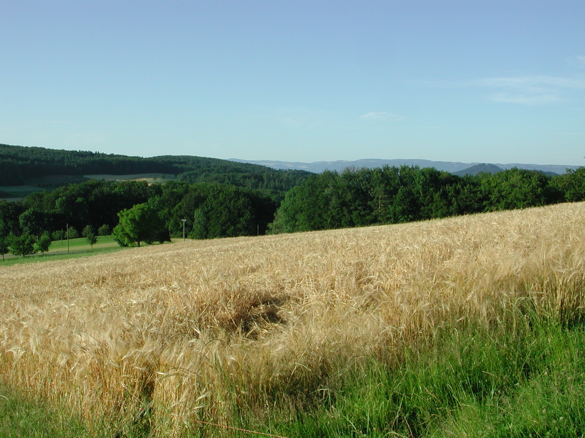 rural scene, hersberg, 1080P, land, switzerland, tranquil scene, cornfield, sky, scenics - nature, field, tree, wheat field, grass, tranquility, green color, HD Wallpaper