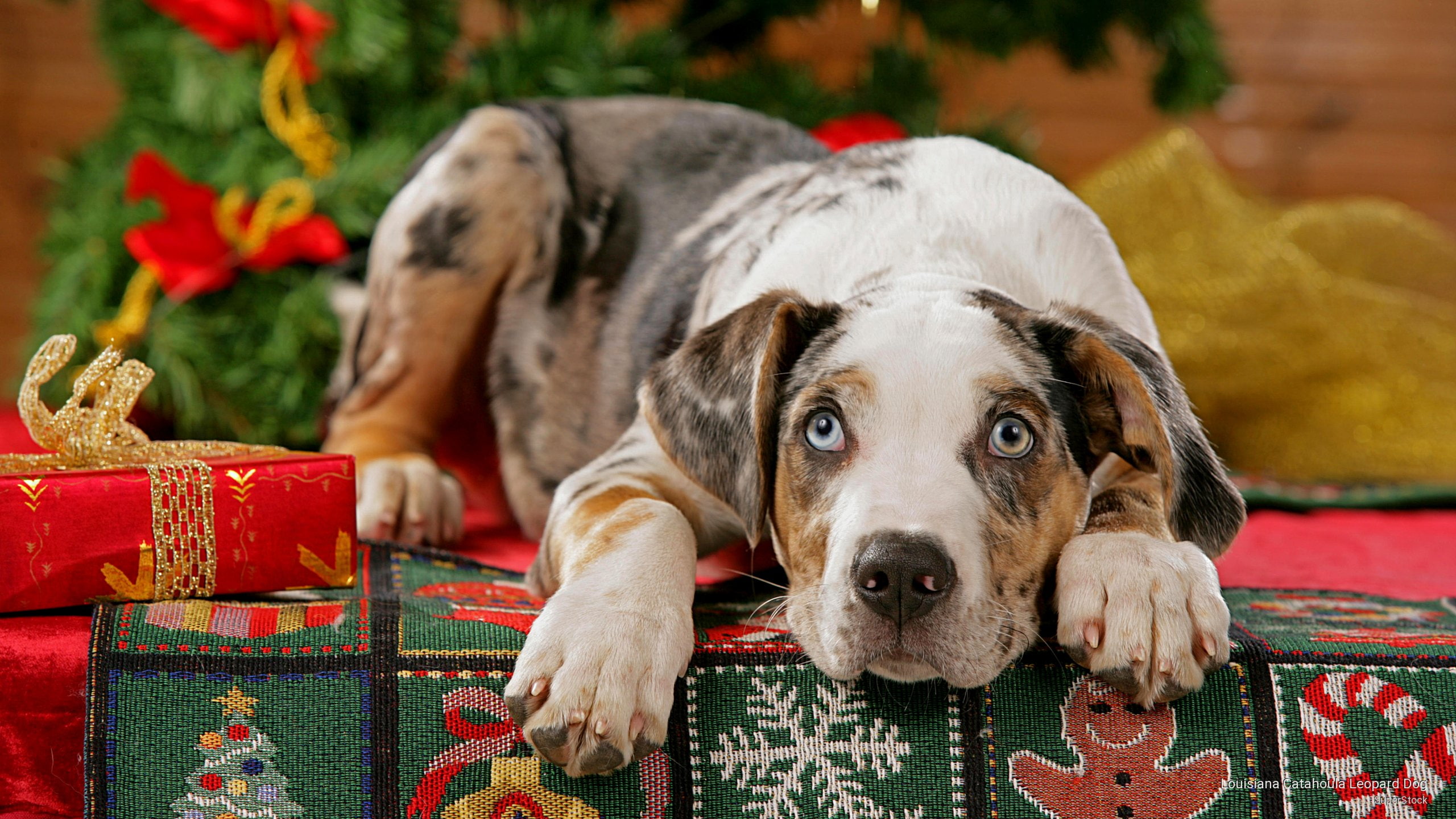 2K, catahoula, dog, Holidays, leopard, louisiana, HD Wallpaper