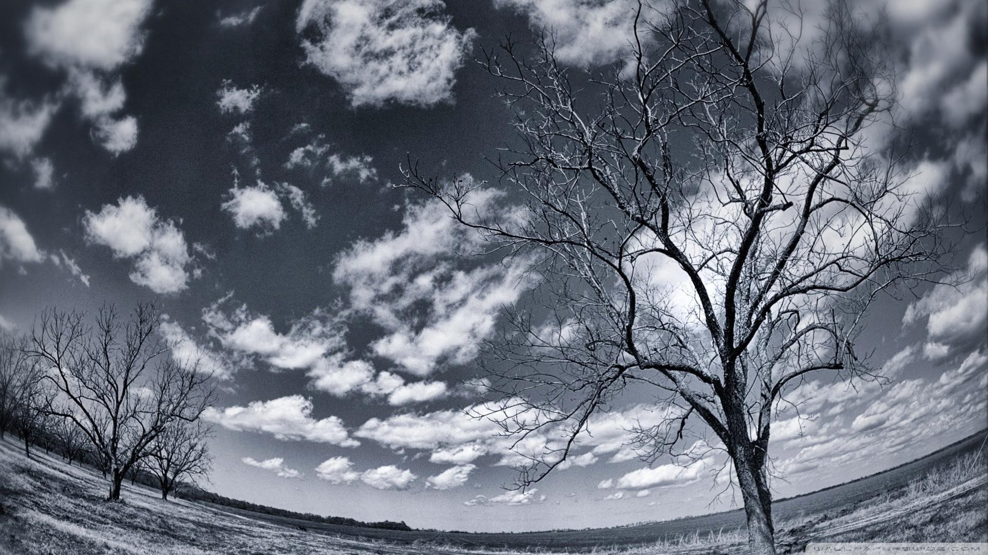 fish eye, winter, clouds, pecan, louisiana, 1080P, grove, photo, 3d and abstract, HD Wallpaper