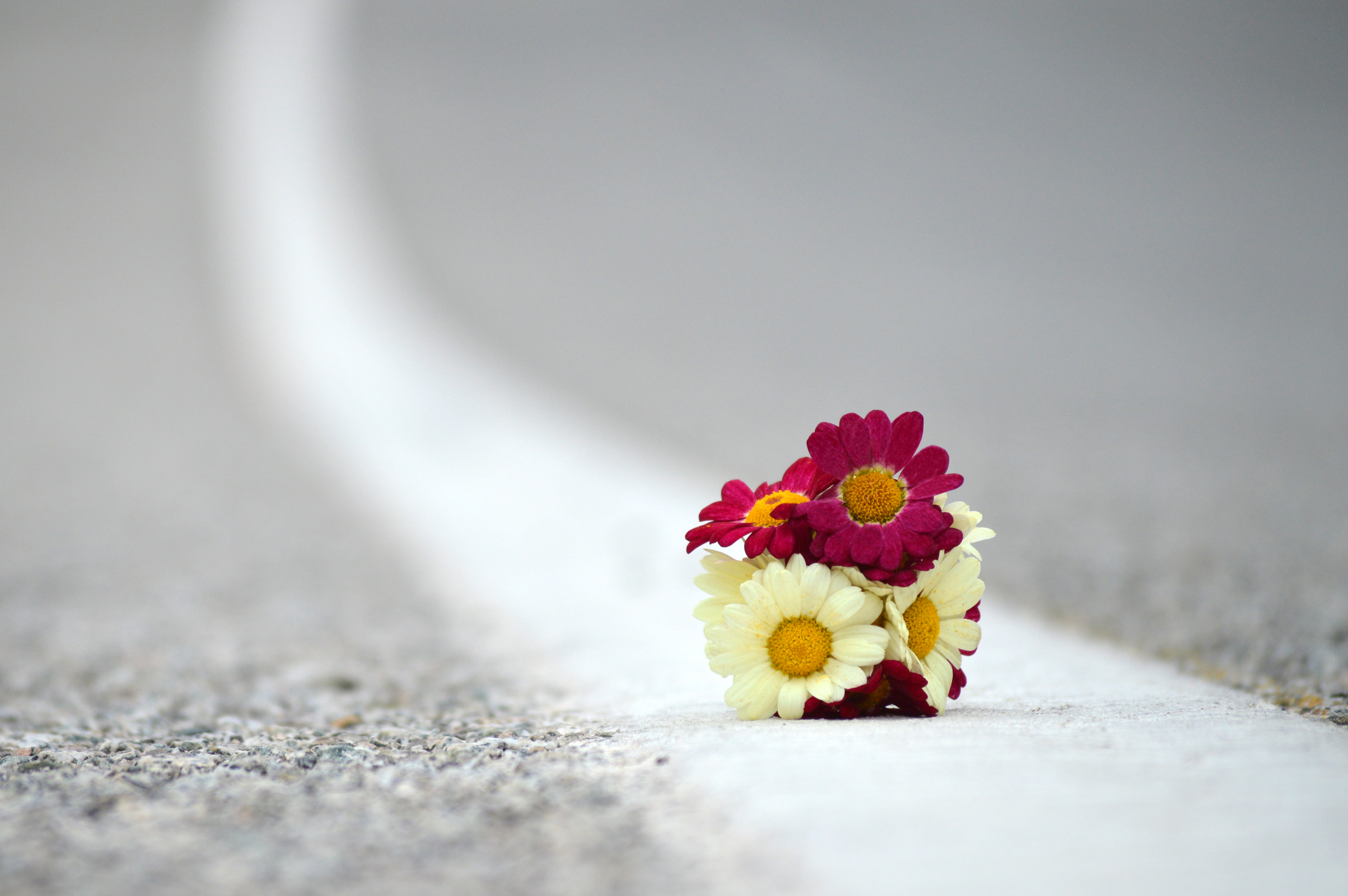 Strauß, mazzo, Goodbye, road, 5K, nature, on road, daisy, white, daytime, auf Wiedersehen, bouquet, depth of field, au revoir, flowers, flower, purple, HD Wallpaper