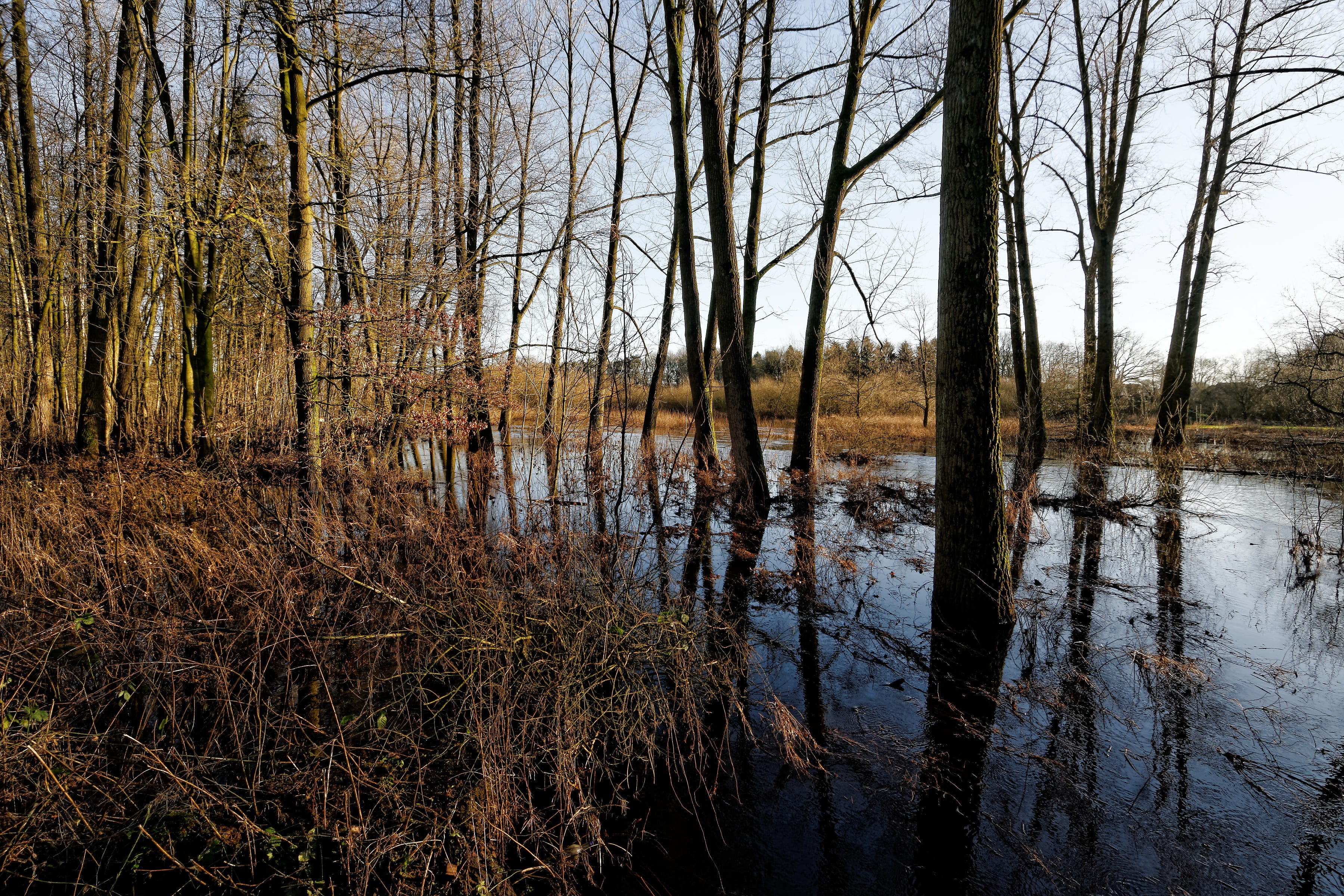 river, wetland, oste, no people, tranquil scene, growth, lake, trunk, land, flood, scenics - nature, marsh, forest, reflection, tranquility, swamp, landscape, HD Wallpaper