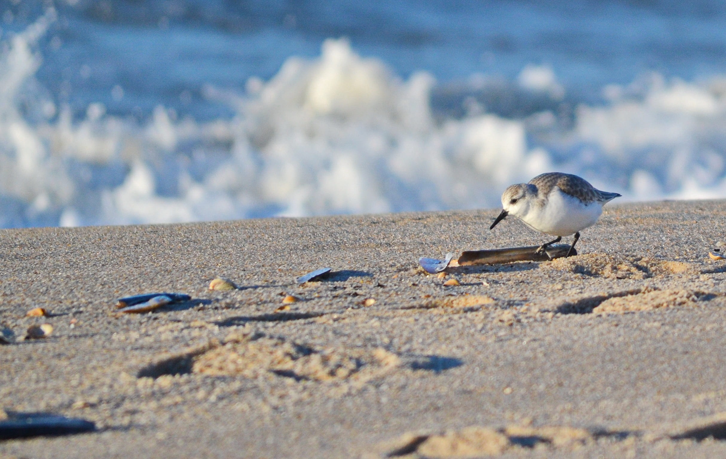 no people, nature, sylt, day, animal, sand, selective focus, 1080P, animal wildlife, animals in the wild, calidris alba, animal themes, mammal, wave, winter, HD Wallpaper