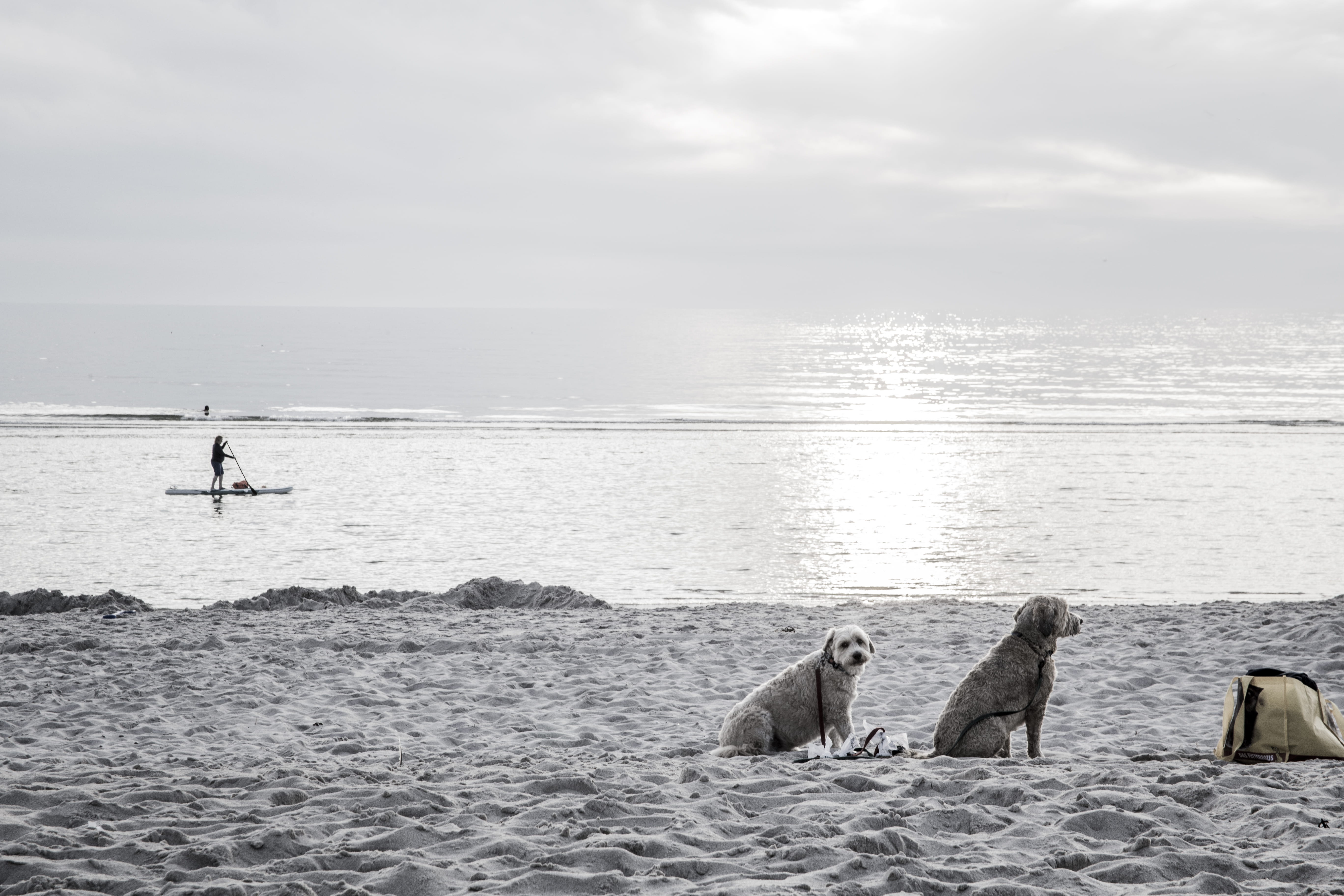 beauty in nature, sea, animal wildlife, 5K, nature, mammal, scenics - nature, relaxation, beach, sylt, group of animals, day, people, germany, sky, water, HD Wallpaper