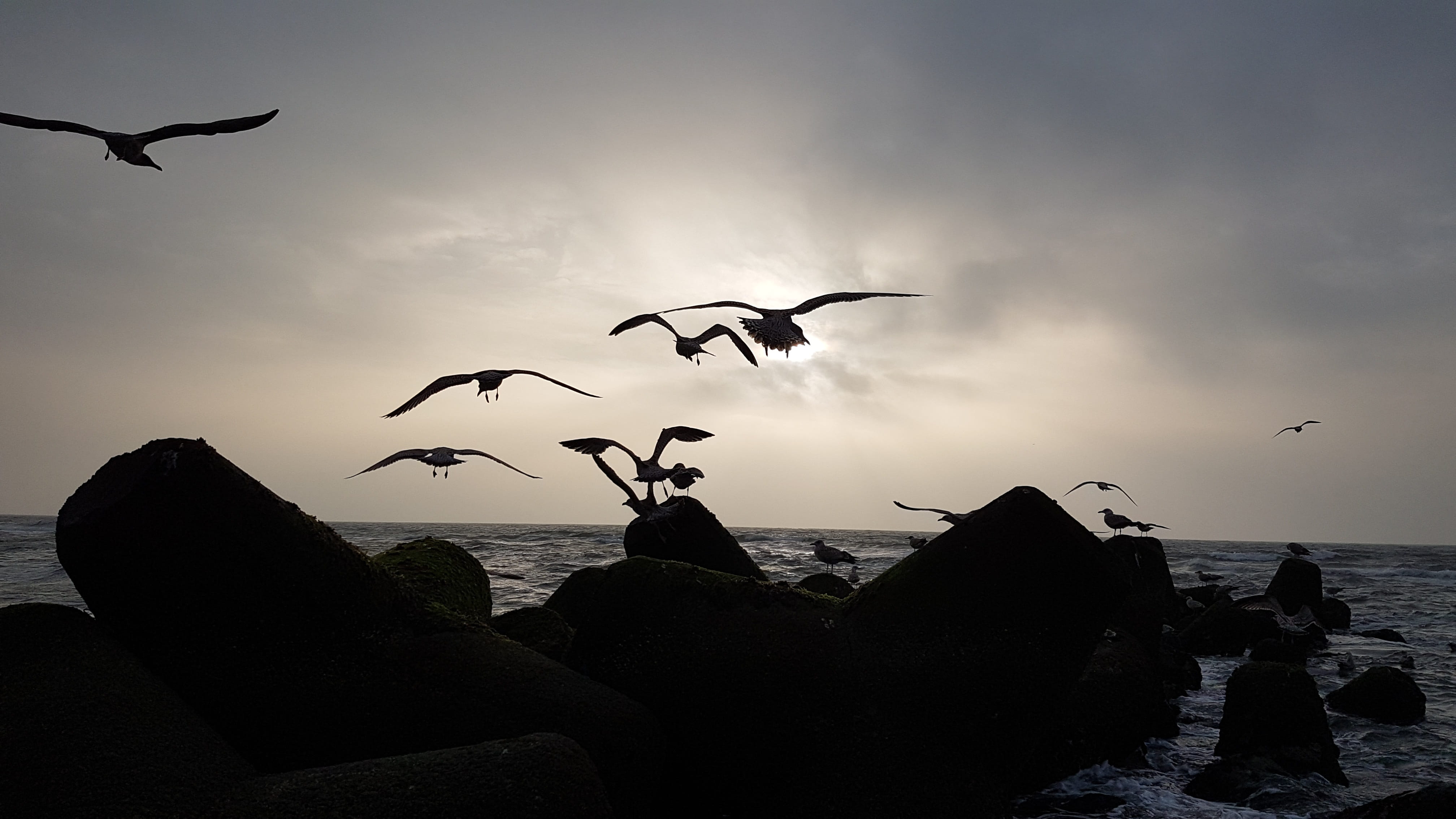 beach, gulls, flock of birds, bird, island, group of animals, 4K, animal wildlife, vacations, rock - object, sea, solid, large group of animals, sky, seagull, HD Wallpaper