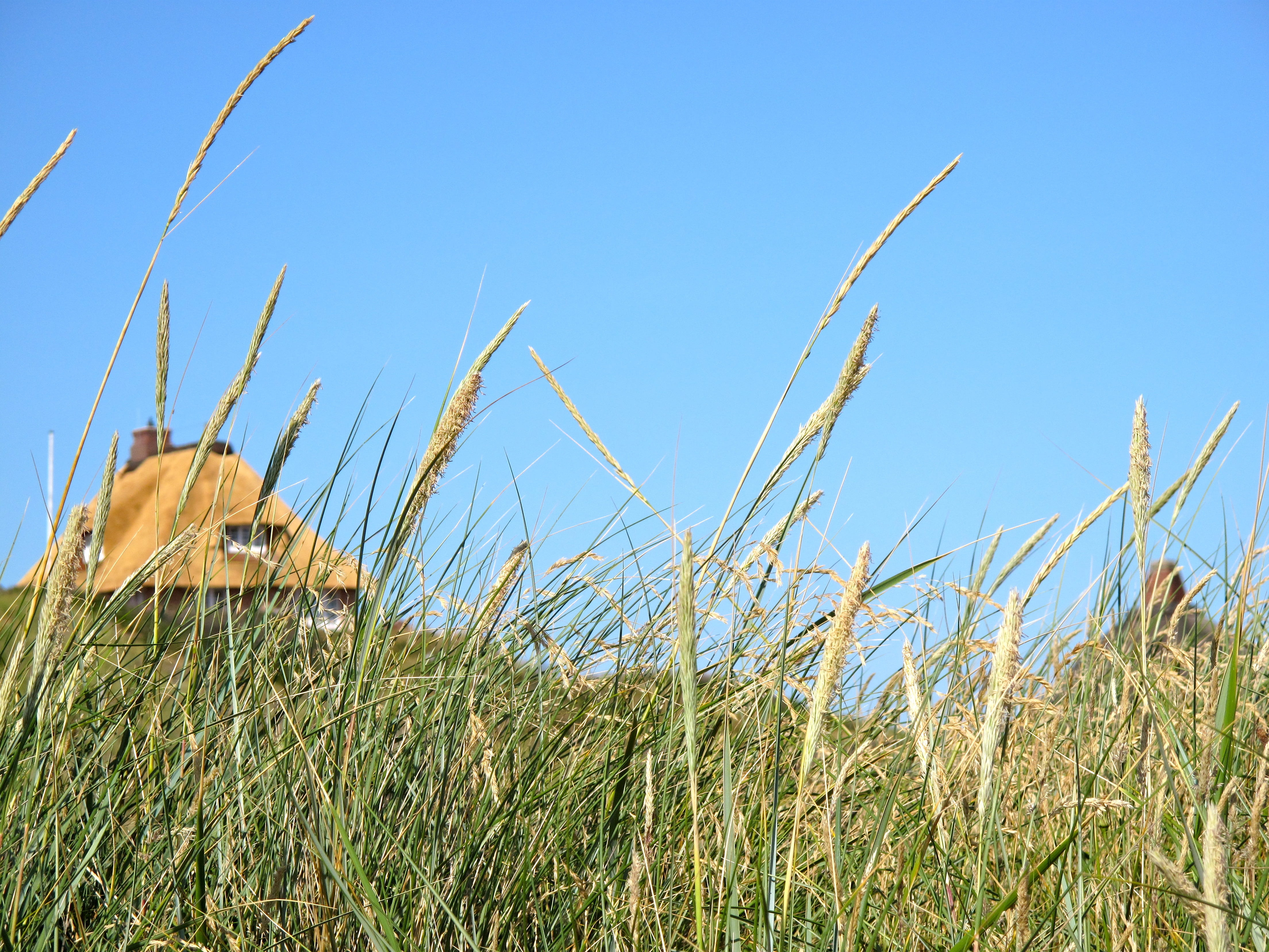 thatched cottage, agriculture, summer, relaxation, sky, plant, beauty in nature, clear sky, dunes, grass, tranquility, island, crop, landscape, growth, HD Wallpaper