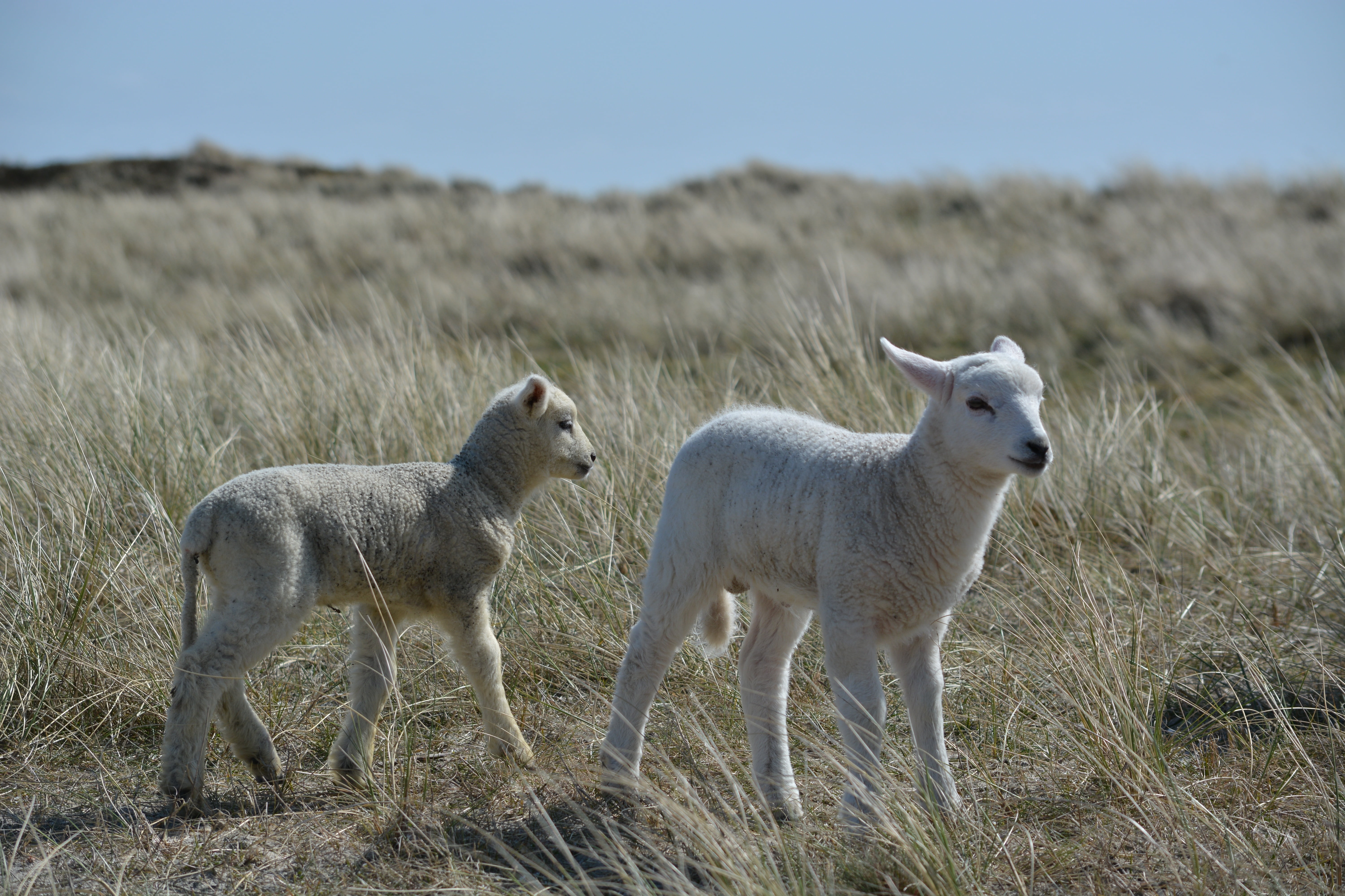 no people, sylt, group of animals, vertebrate, sheep, day, land, young animal, standing, herbivorous, plant, nature, domestic, lambs, lamb, animal, pets, HD Wallpaper