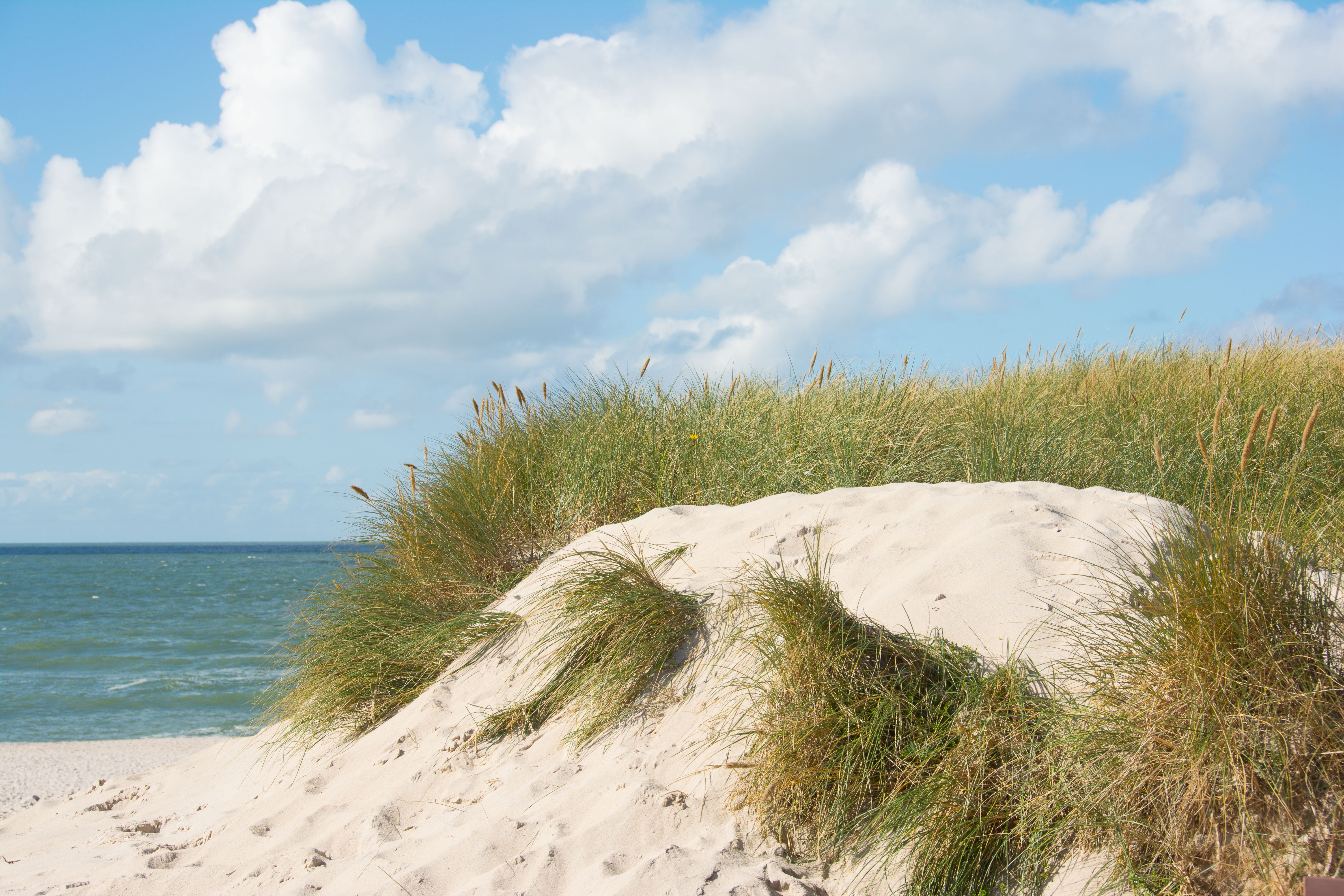 beauty in nature, beach, sea, land, day, plant, sky, sylt, cloud - sky, 5K, tranquility, scenics - nature, dunes, marram grass, horizon, horizon over water, HD Wallpaper