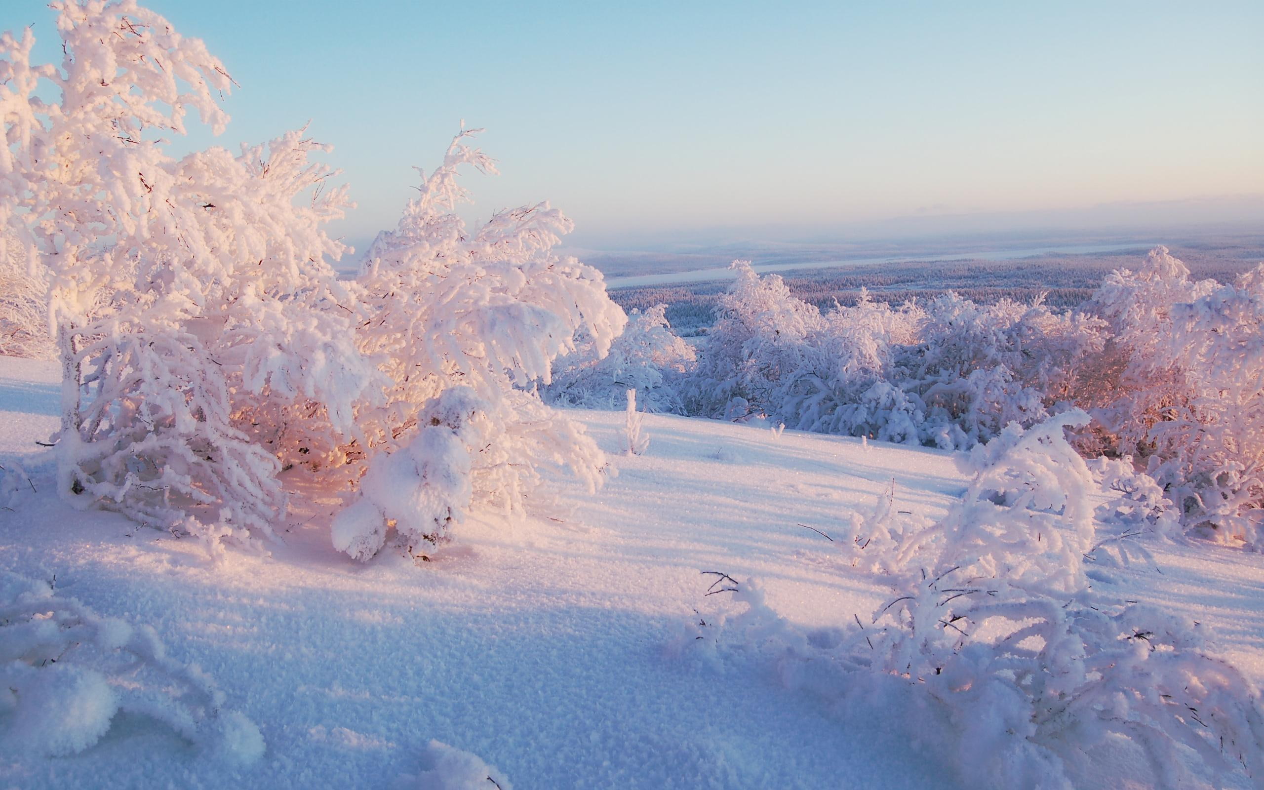 amazing, winter, coated, nature, snow, landscape, 3d and abstract, 2K, beautiful, trees, HD Wallpaper