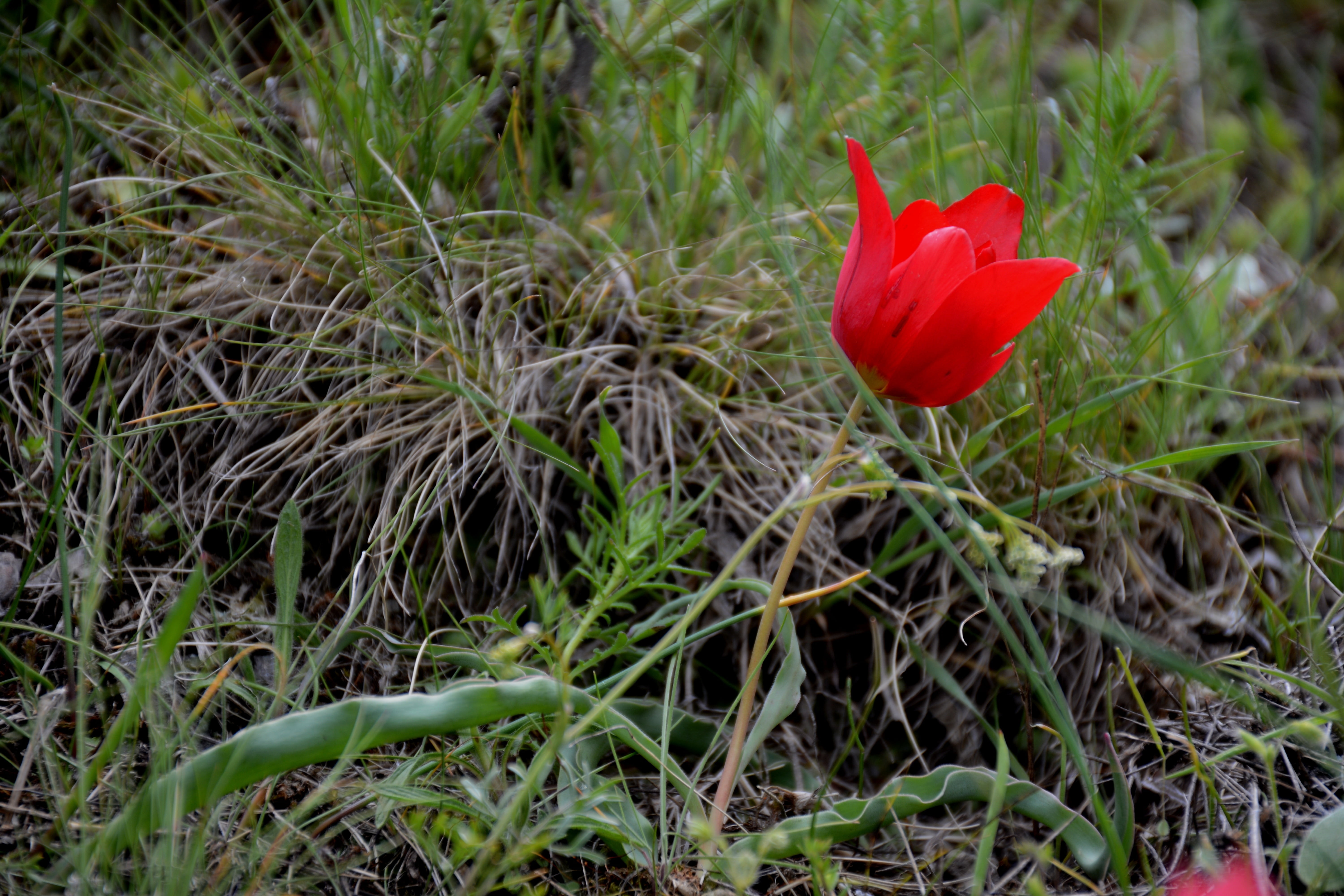 plant, gümüşhane, vulnerability, poppy, growth, field, red, turkey, freshness, close-up, day, süleymaniye, no people, land, anemon manisa, inflorescence, HD Wallpaper