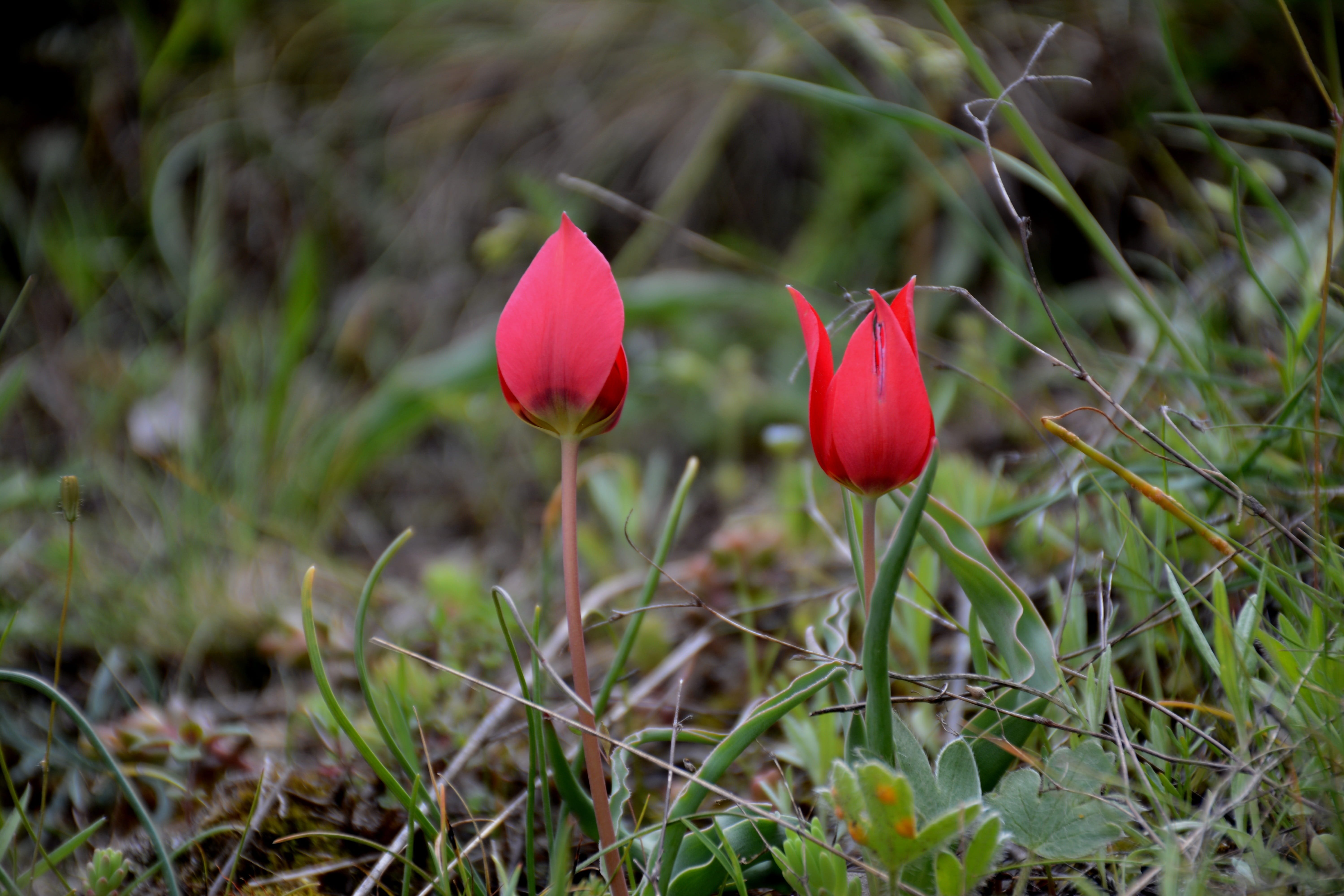 meadow, fragility, growth, outdoors, no people, blossom, day, plant stem, season, anemon manisa, red, green Color, vulnerability, petal, focus on foreground, HD Wallpaper