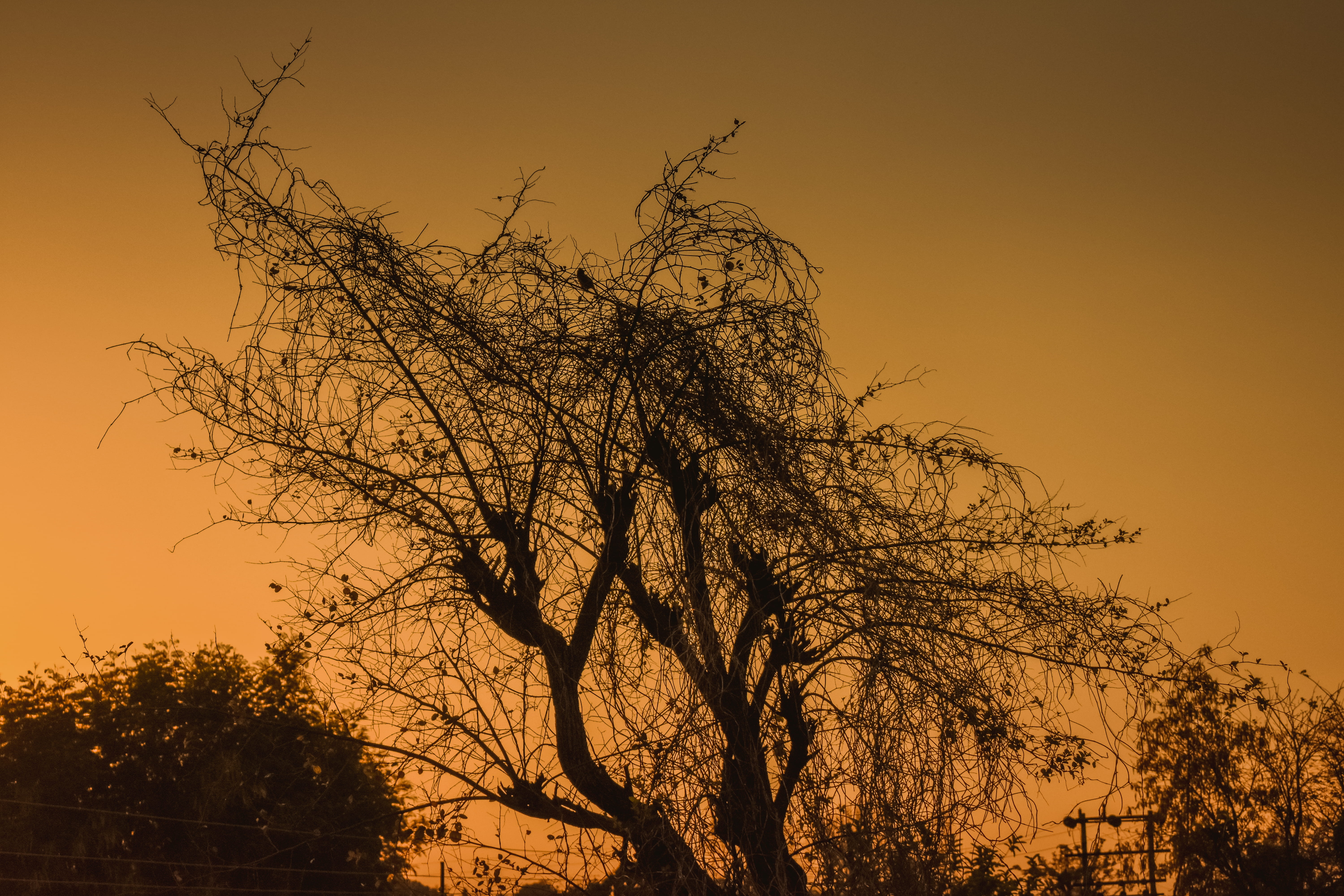sunset, tranquility, silhouette, ramgarh sikri bus stop, rural, tree, low angle view, plant, beauty in nature, red, idyllic, growth, scenics - nature, 5K, HD Wallpaper