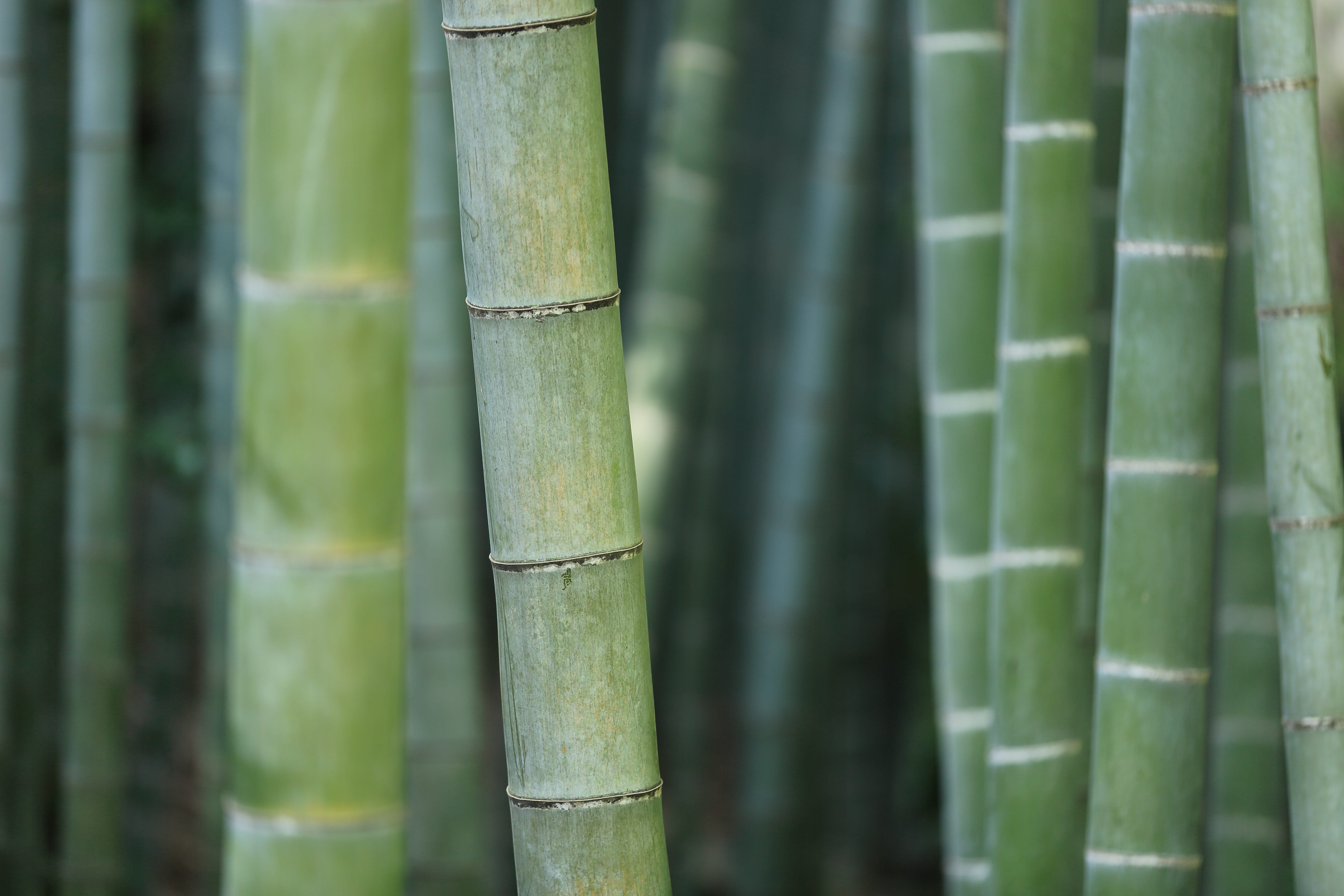 tree, bamboo grove, land, beauty in nature, growth, no people, plant, focus on foreground, 5K, shoots, green, pattern, close-up, wood - material, green color, HD Wallpaper