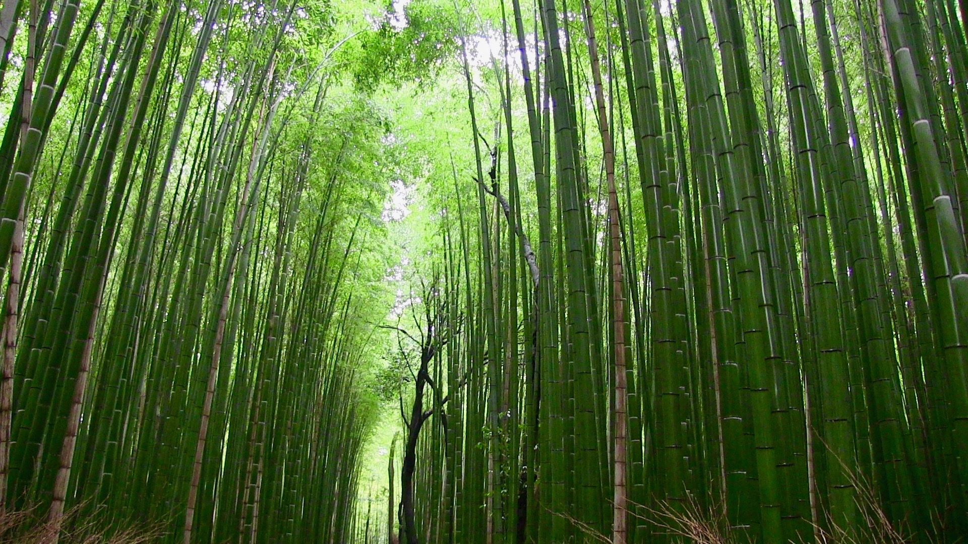backgrounds, no people, plant, day, full frame, tranquility, lush foliage, nature, japan, beauty in nature, tree, leaf, bamboo Shoot, abundance, green Color, HD Wallpaper