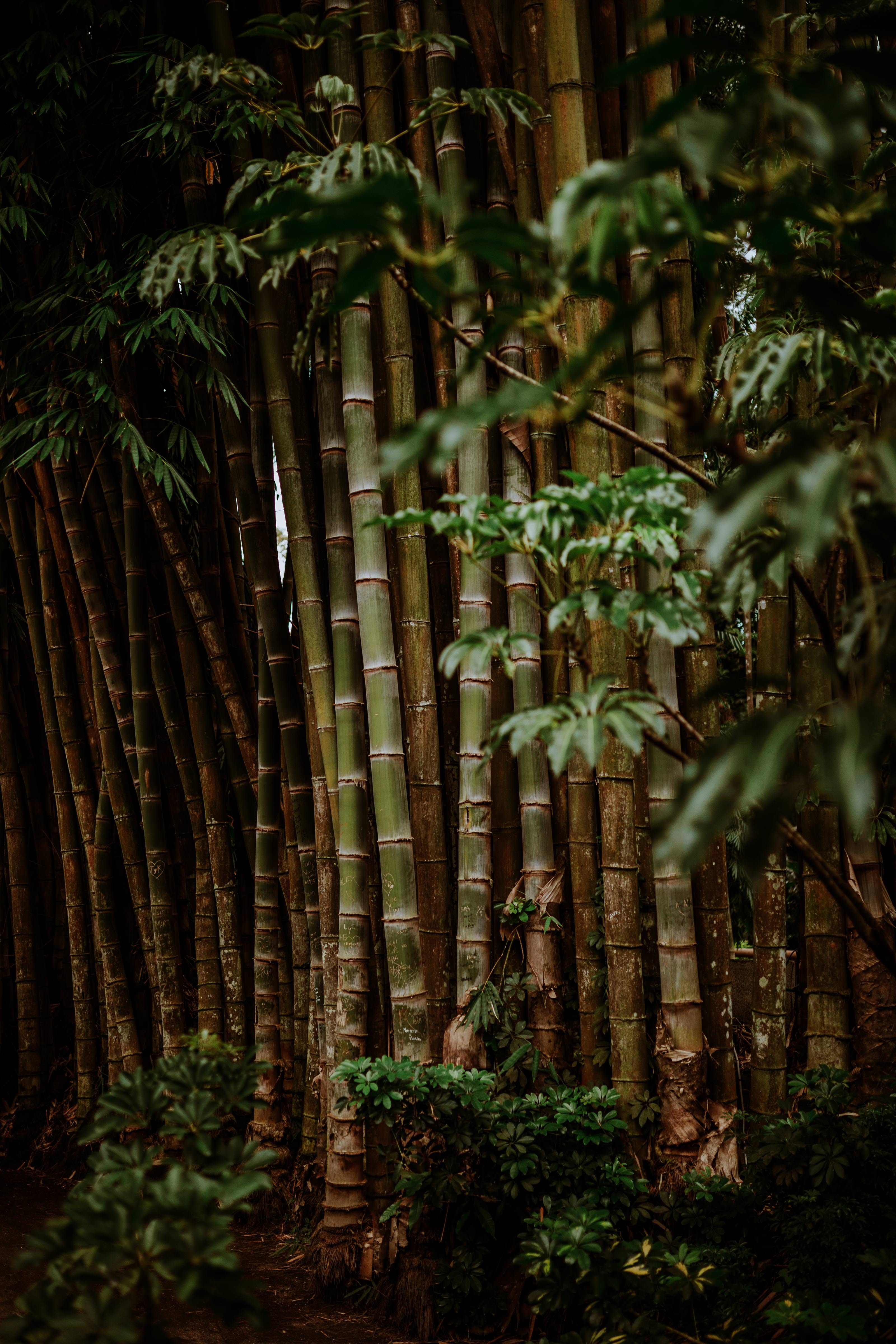 quake, 4K, vegetable, plant part, produce, nature, tree, tranquility, tranquil scene, bamboo - plant, tiger, mammal, cable, no people, rainforest, woodland, Phone HD Wallpaper