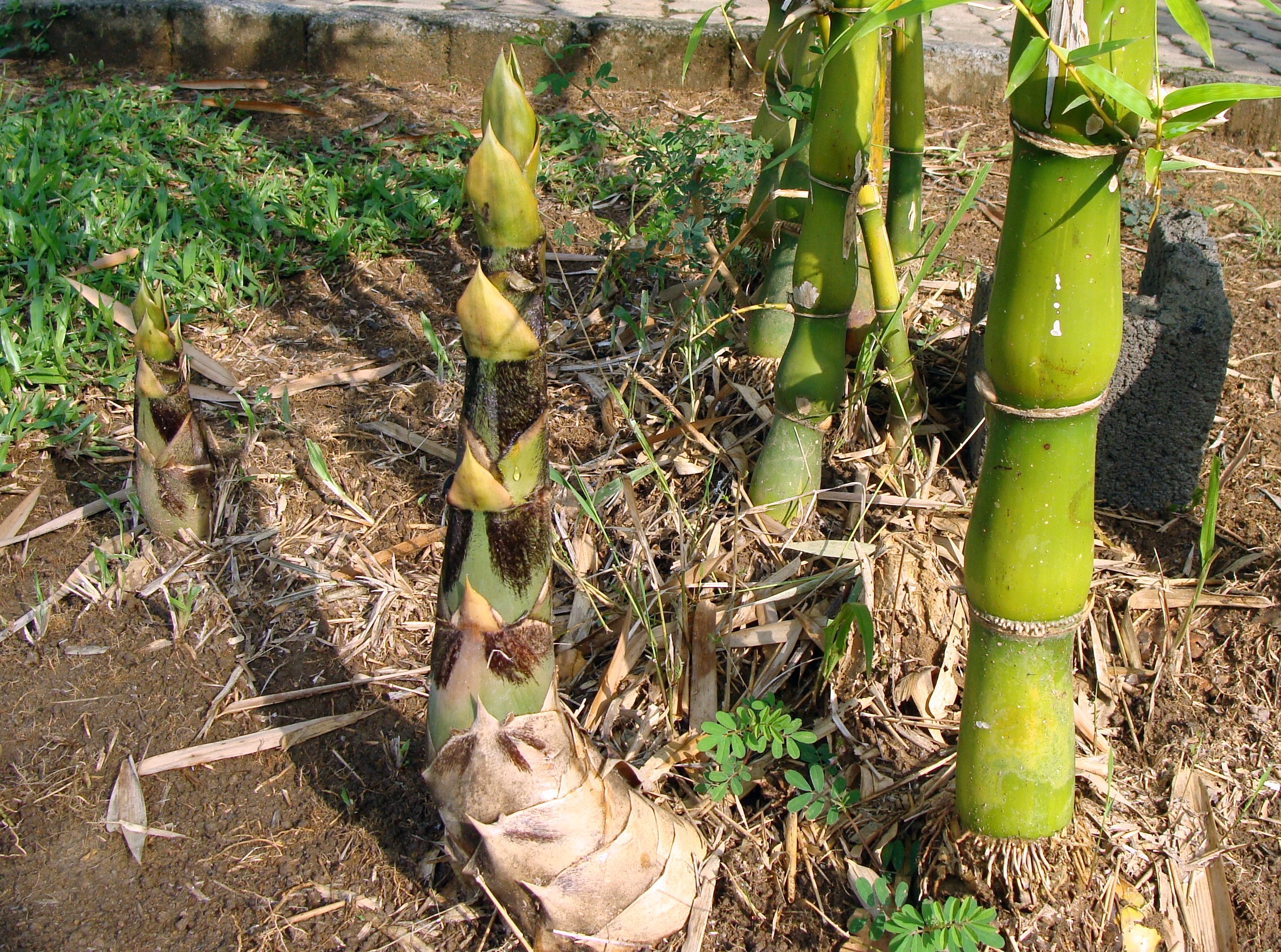 bambusa vulgaris, tree, high angle view, outdoors, beauty in nature, growth, 2K, food, land, bamboo, knotty, kodagu, giant buddhas belly, healthy eating, HD Wallpaper