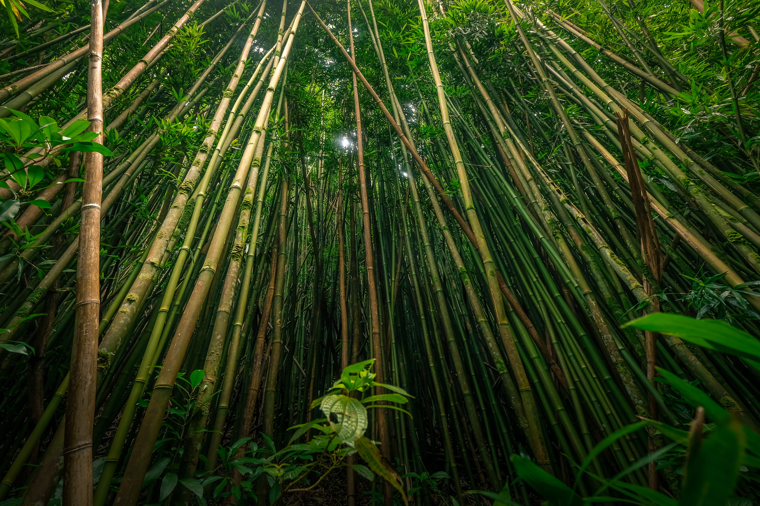 bamboo grove, bamboo, foliage, vegetable, tiger, brown, ground, pipeline, green color, field, wildlife, nature, 2K, full frame, lush foliage, tranquility, HD Wallpaper