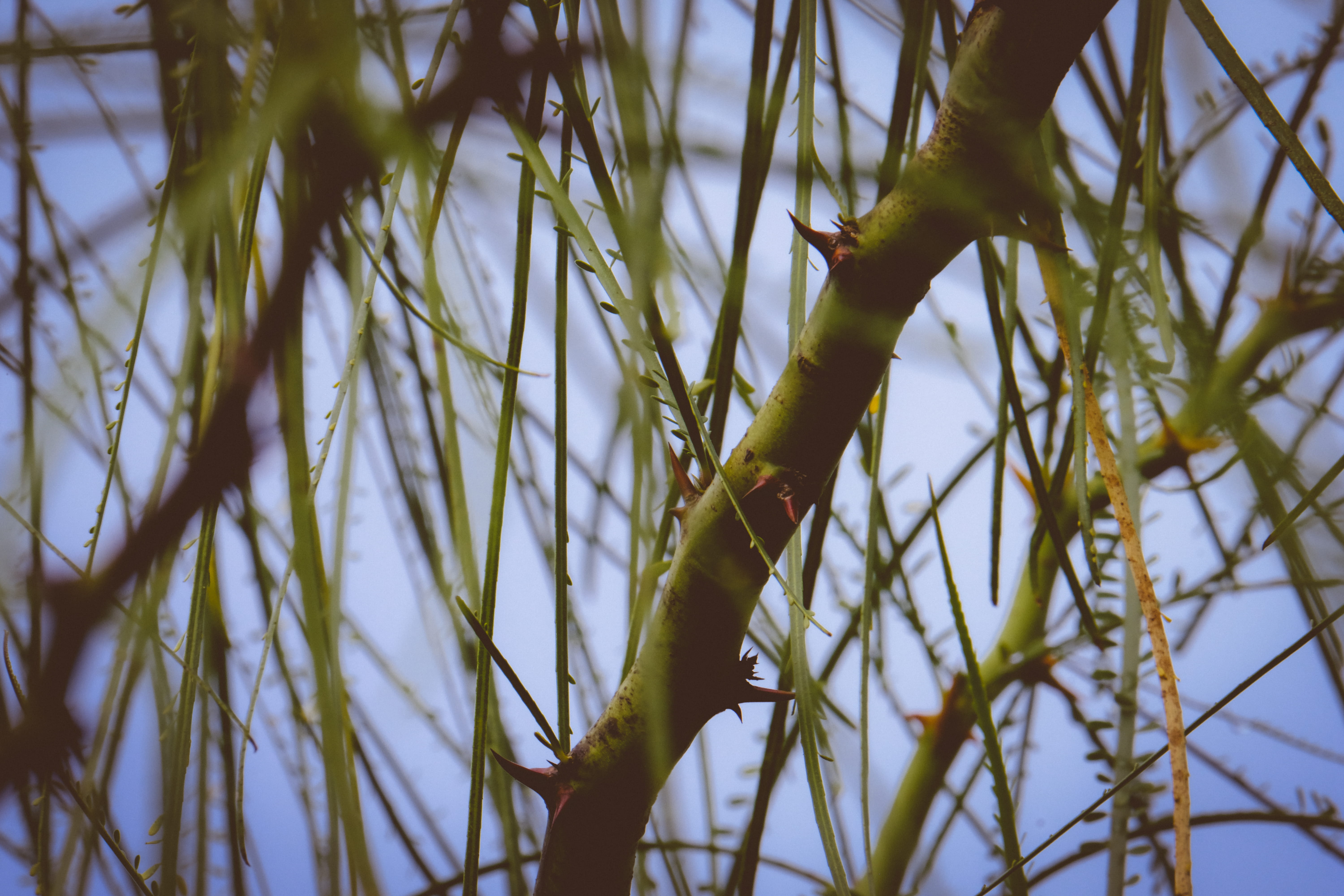 day, low angle view, bamboo shoot, focus on foreground, growth, grasshoper, plant, plant part, leaf, bamboo - plant, coniferous tree, lawn, green color, HD Wallpaper