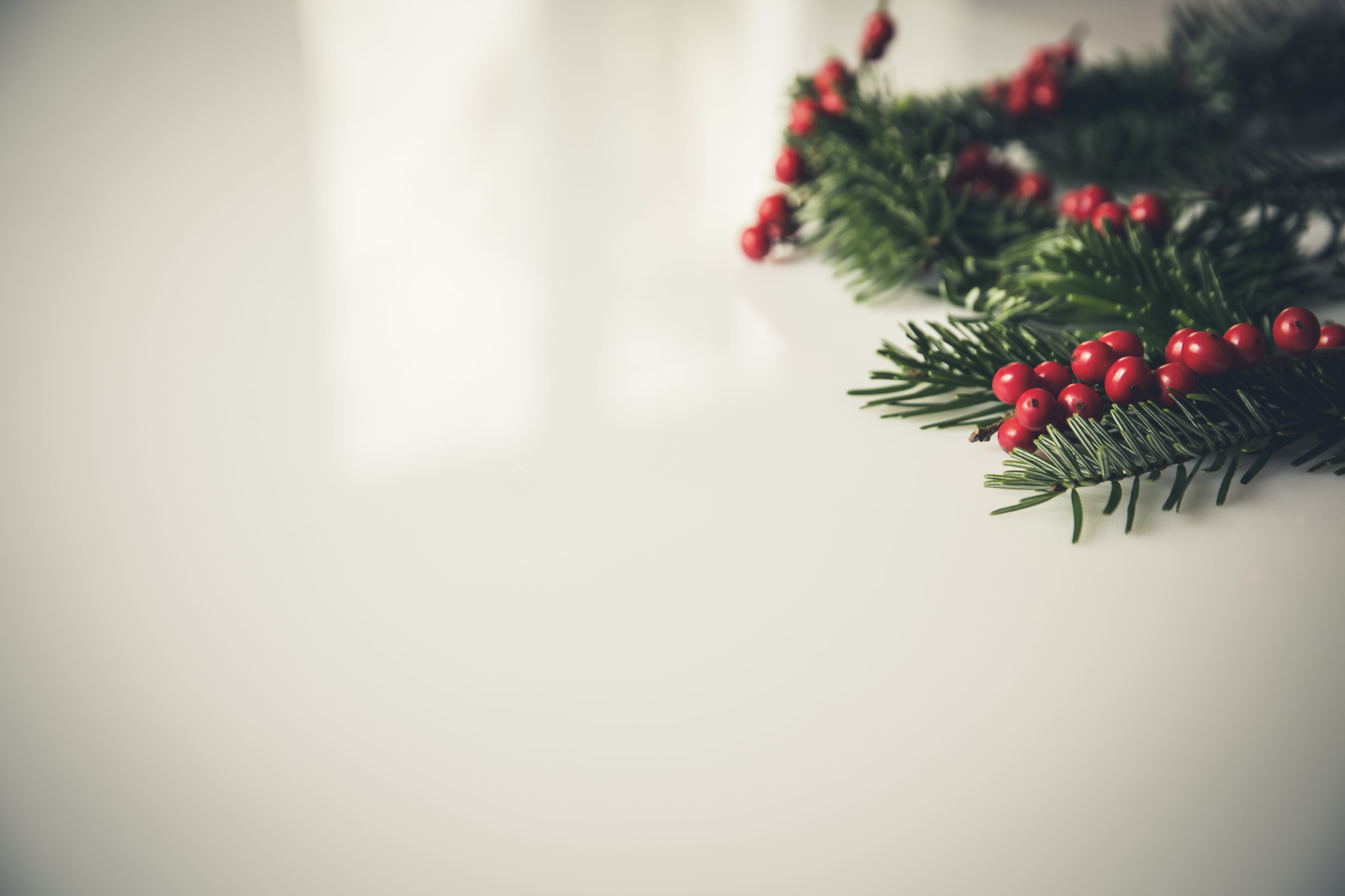 plant, needle - plant part, branch, English holly, pine, painting, holly, xmas, wall, fir tree, 5K, white, christmas decoration, pine cone, indoors, holiday, HD Wallpaper